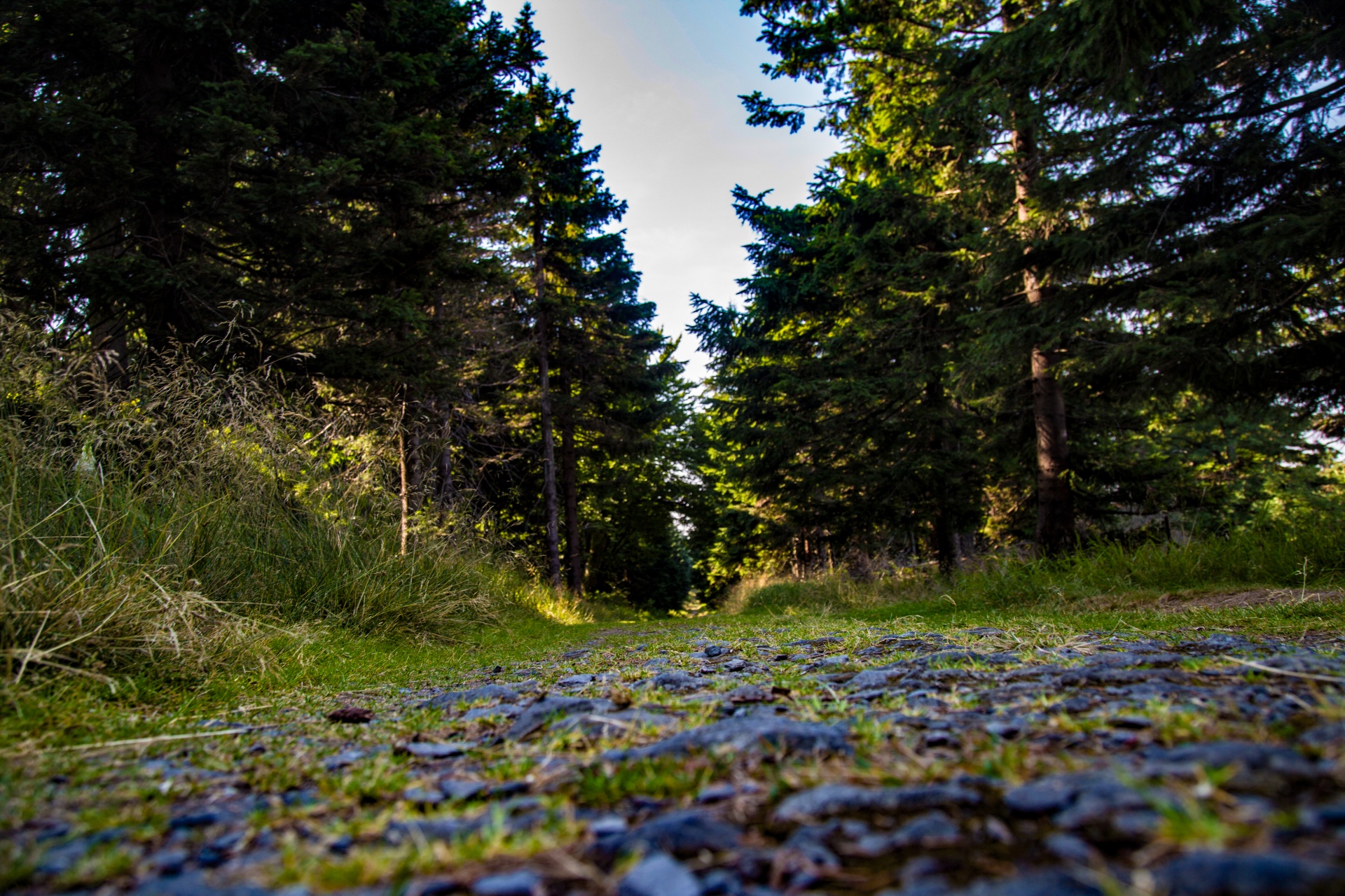 forest tree pathway free photo