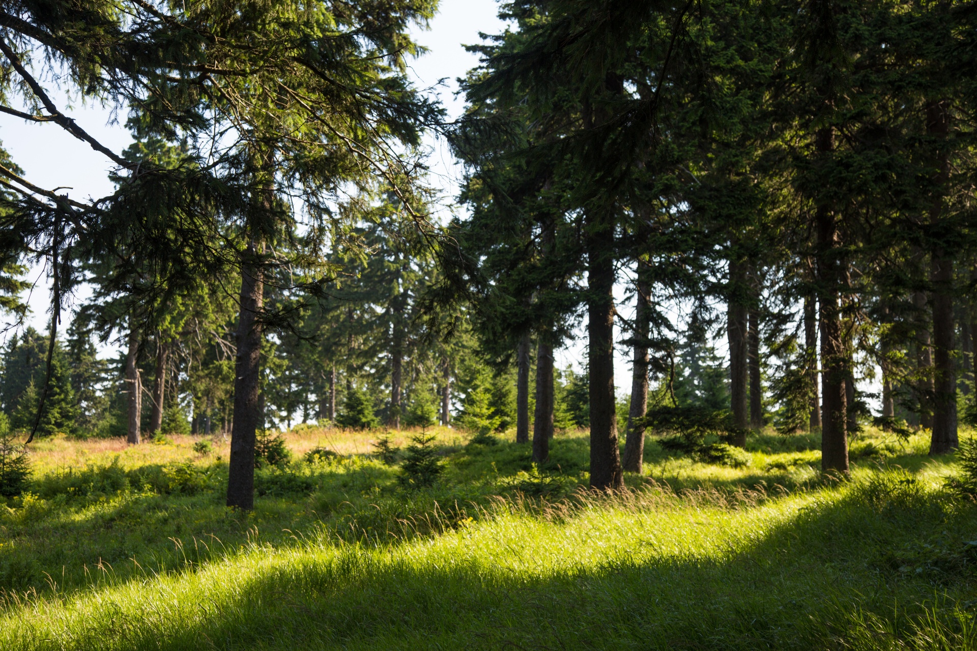 forest tree pathway free photo