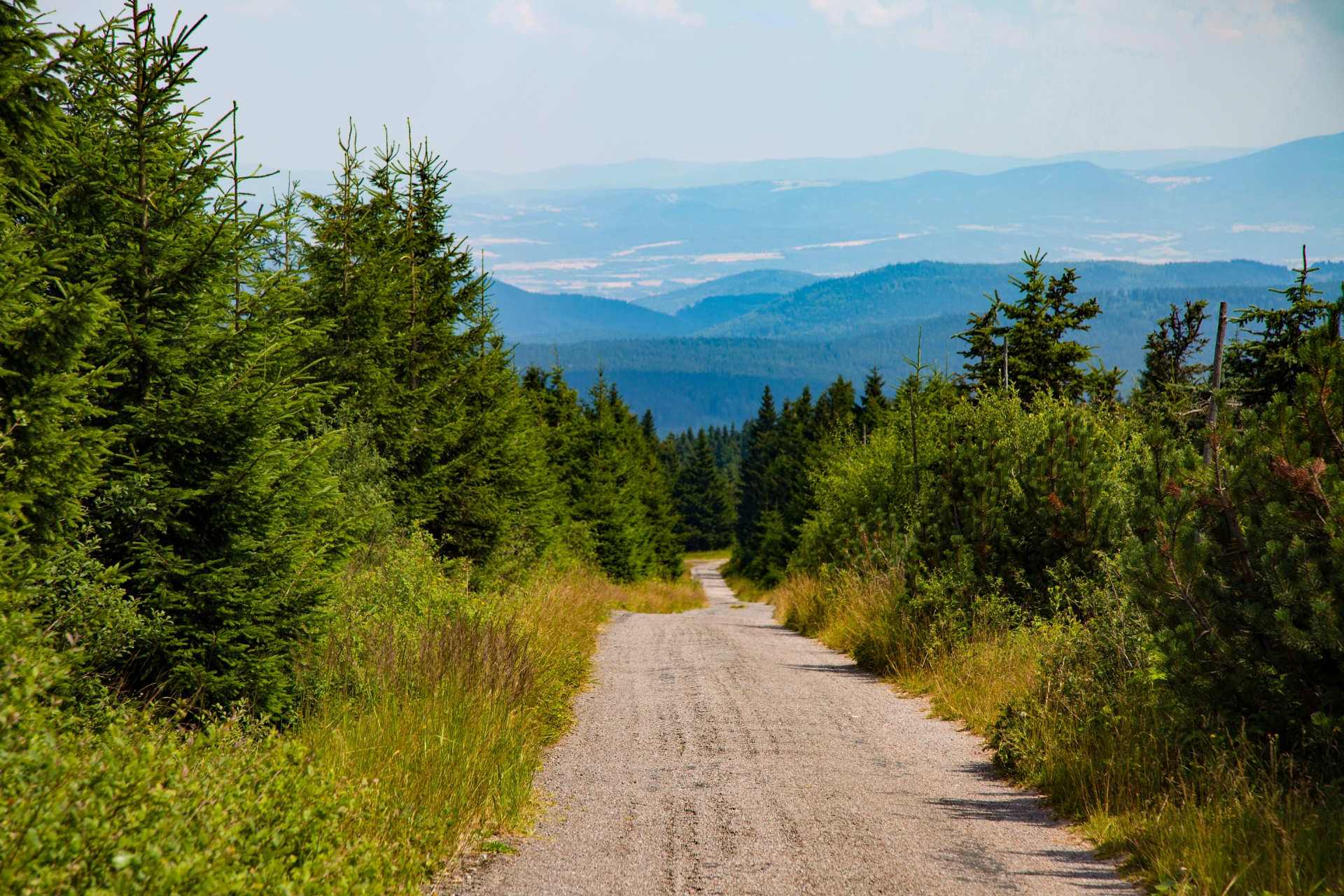 forest tree pathway free photo