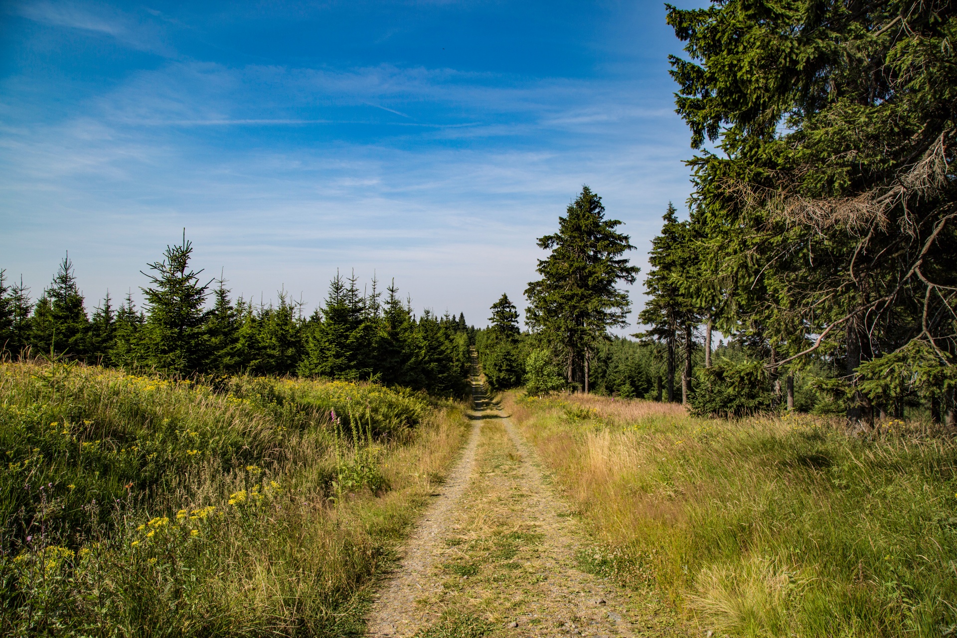 forest tree pathway free photo