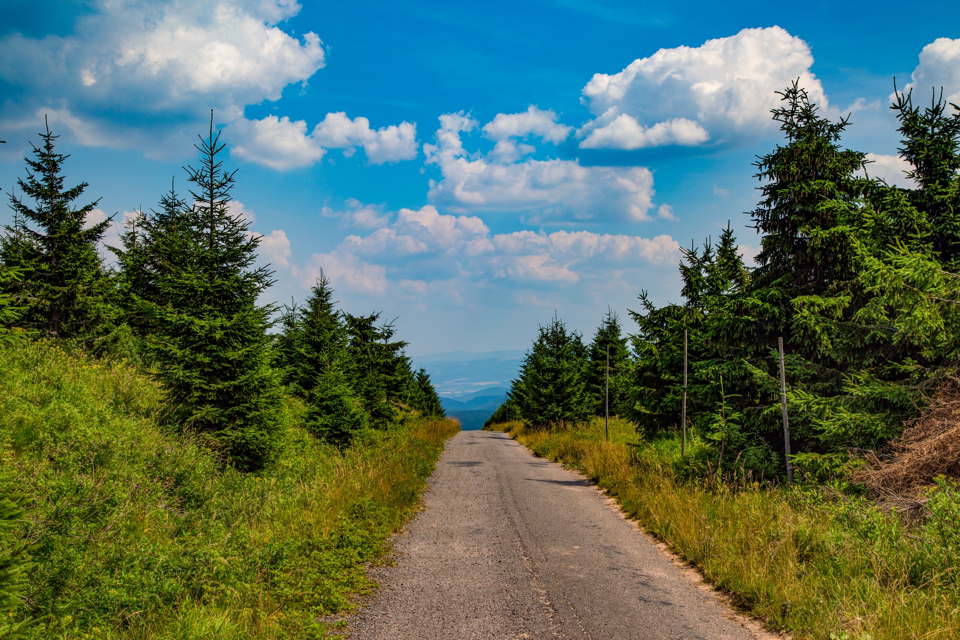 forest tree pathway free photo