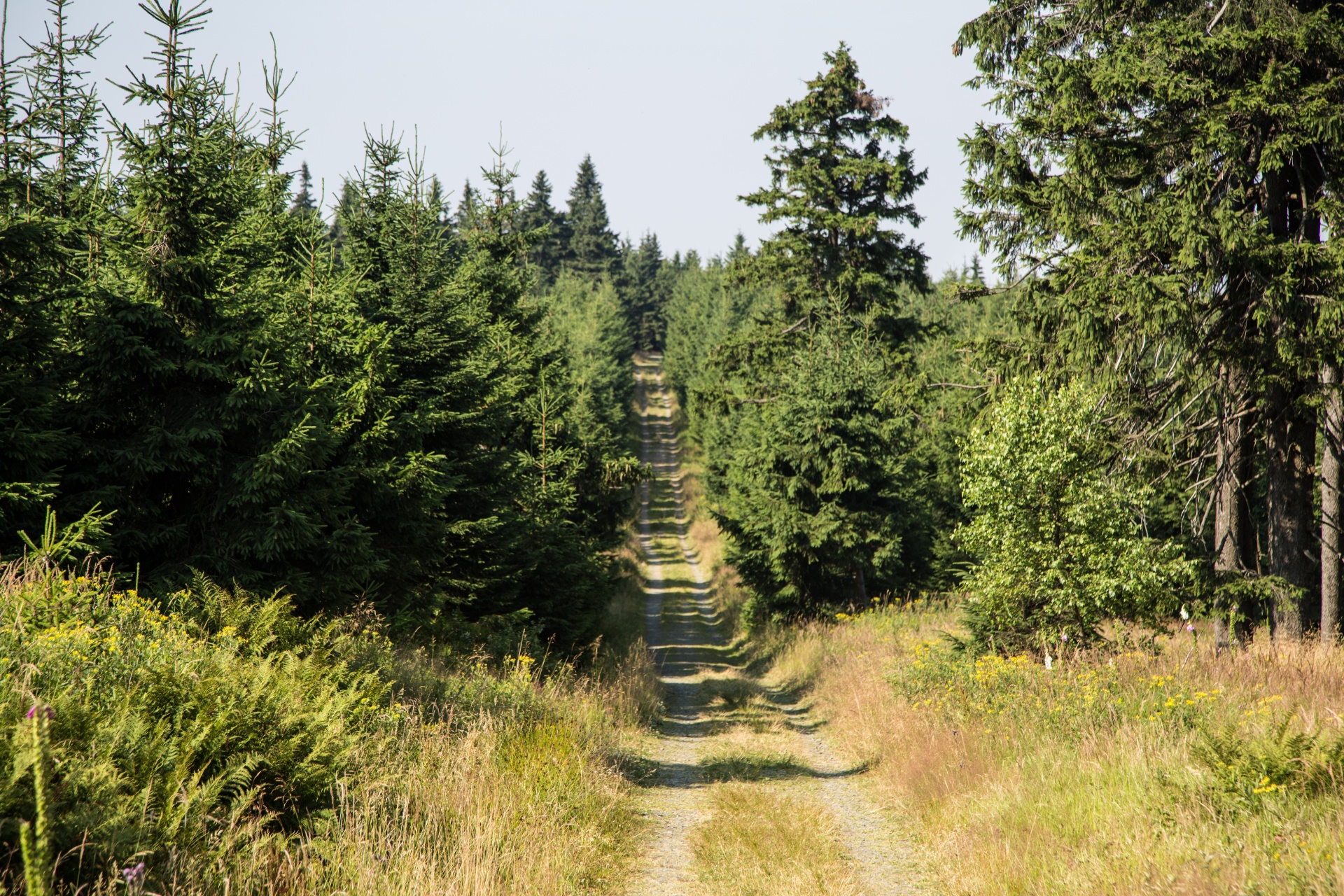 forest tree pathway free photo