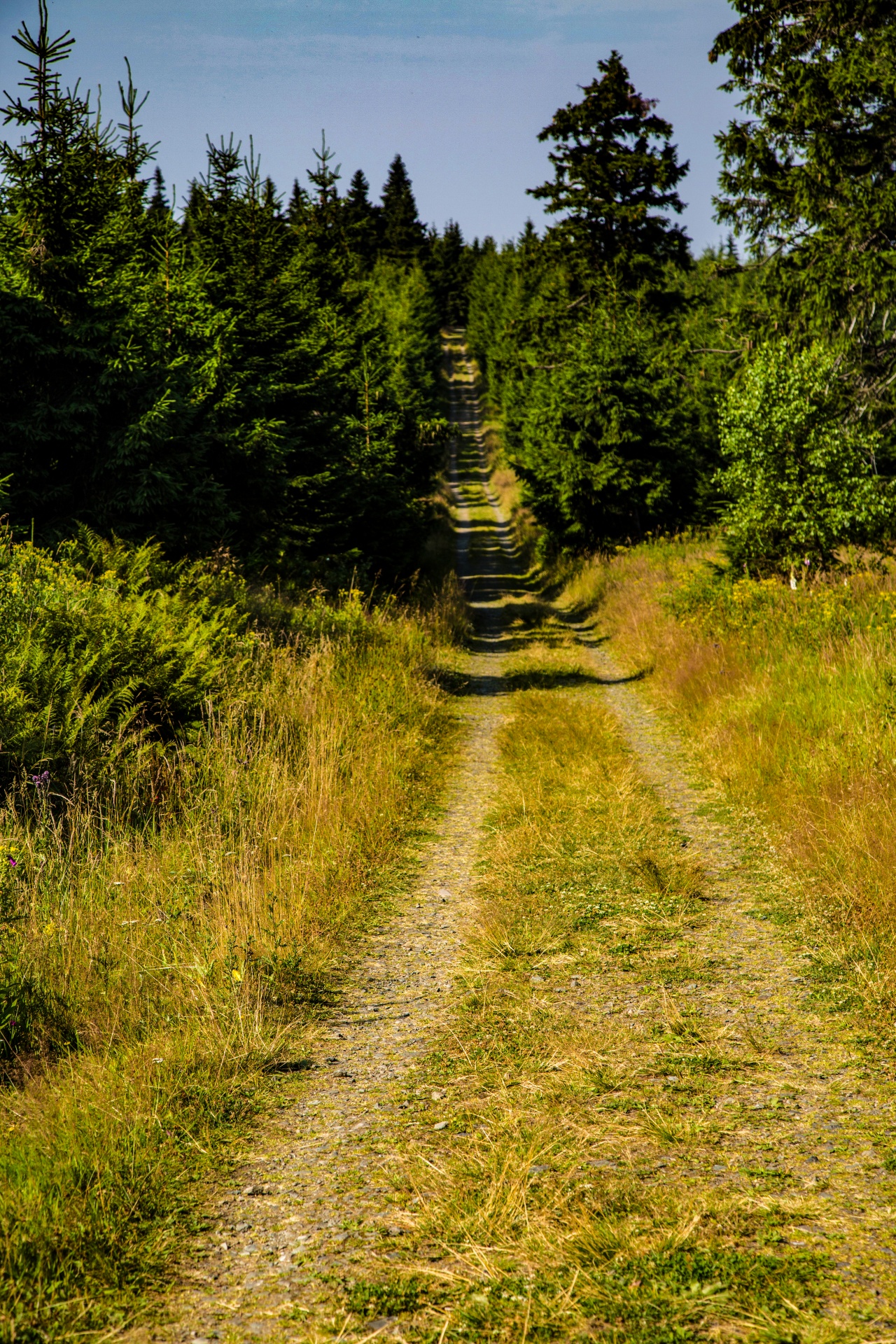 forest tree pathway free photo