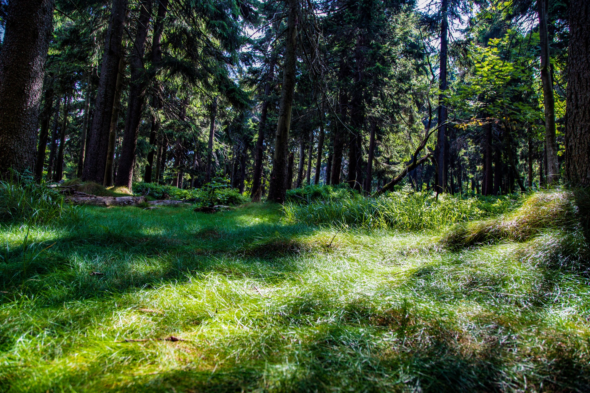 forest tree pathway free photo