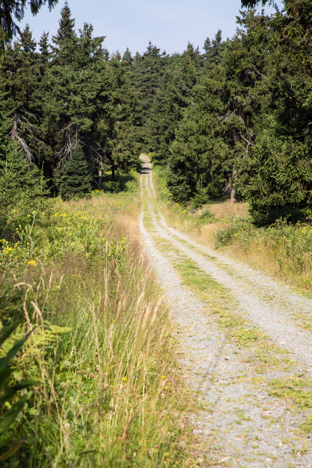 forest tree pathway free photo