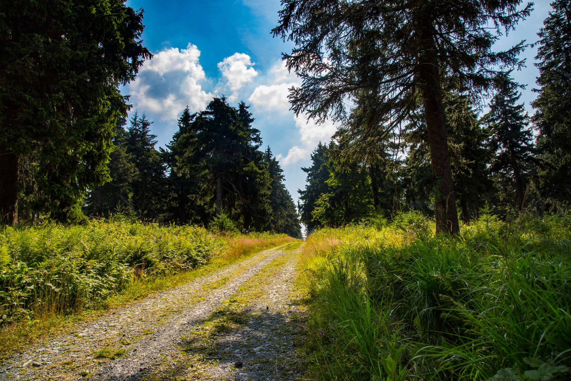 forest tree pathway free photo