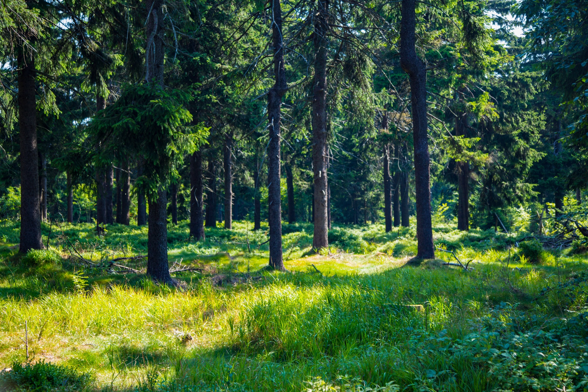 forest tree pathway free photo