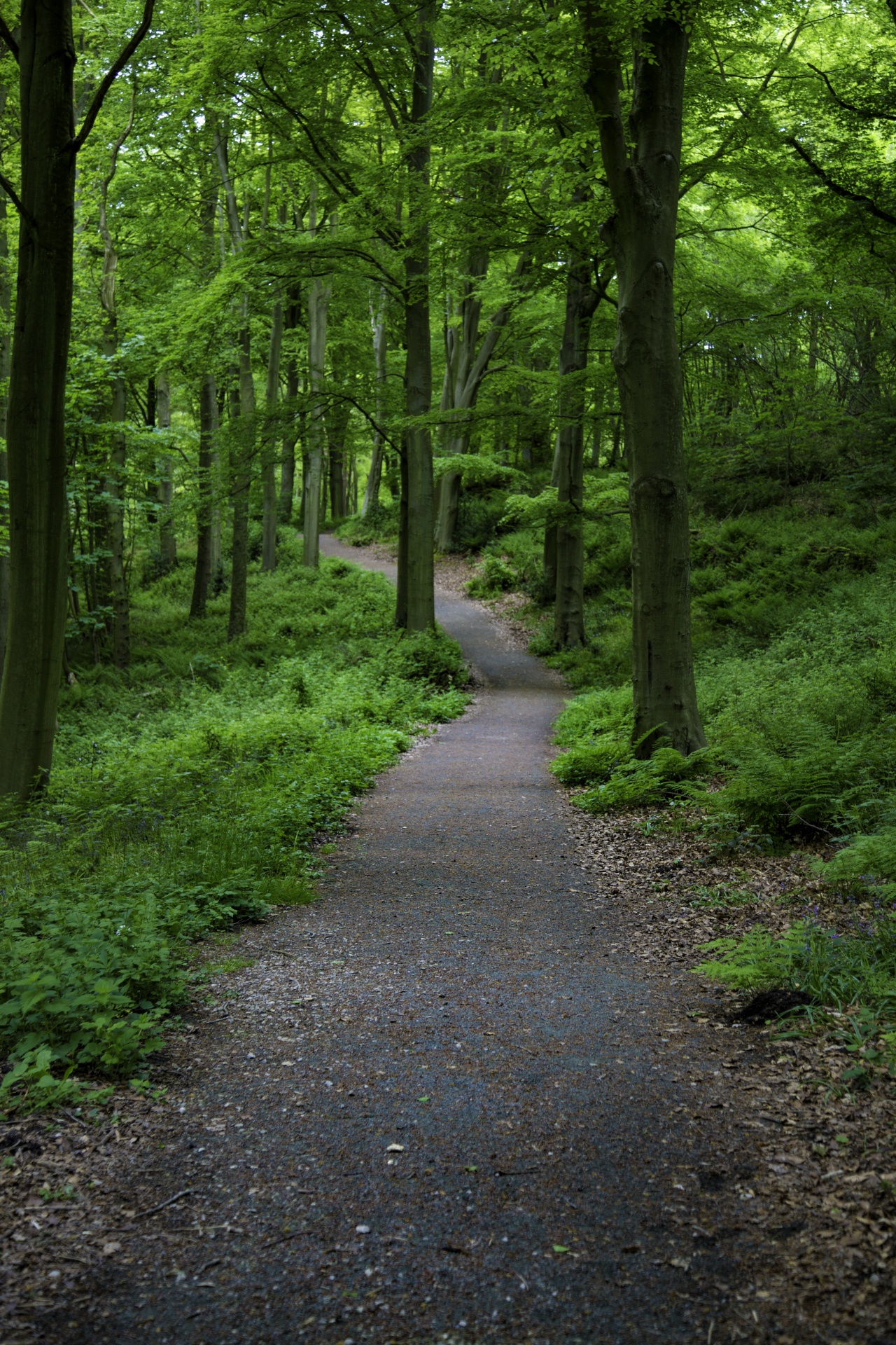 forest tree pathway free photo