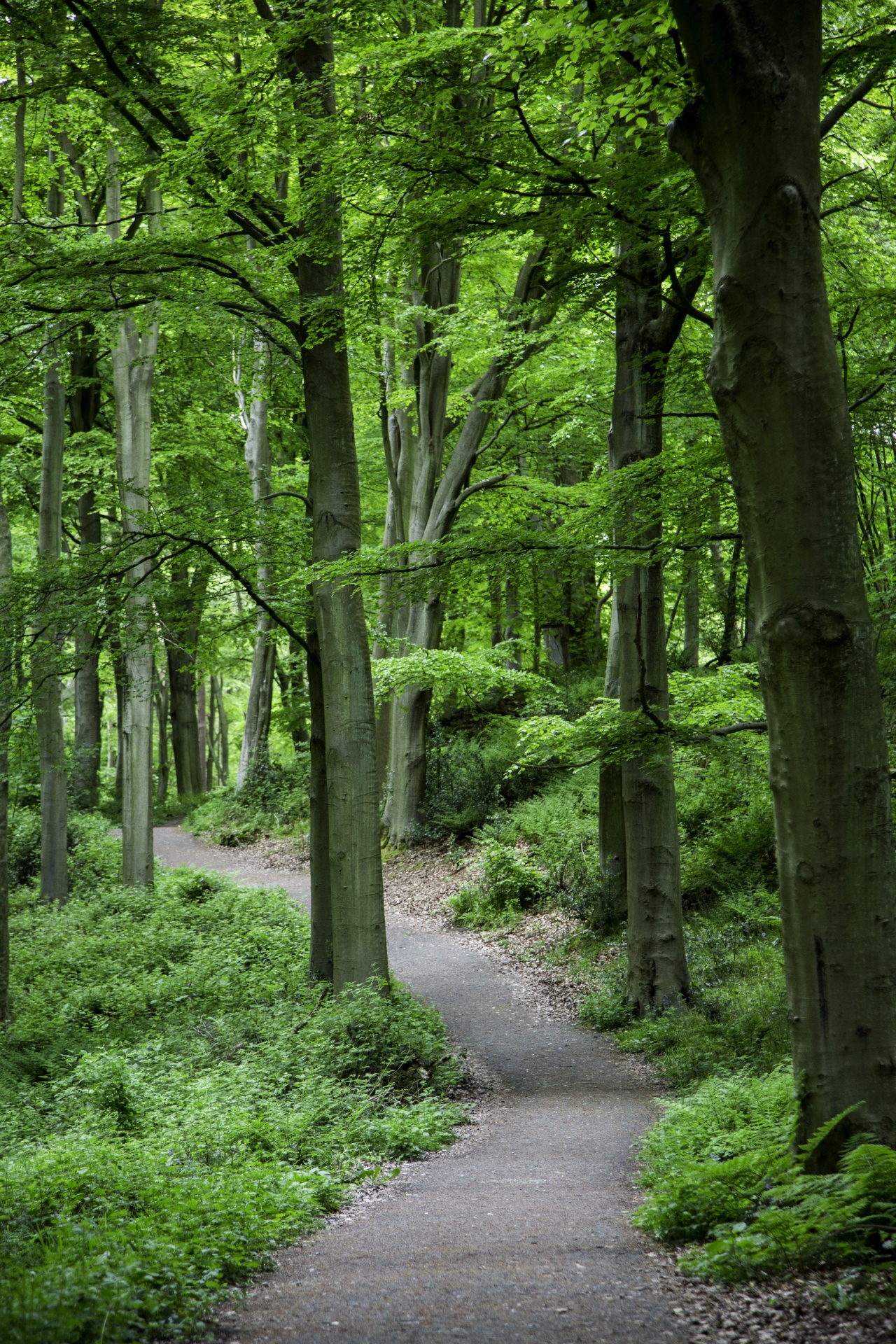 forest tree pathway free photo