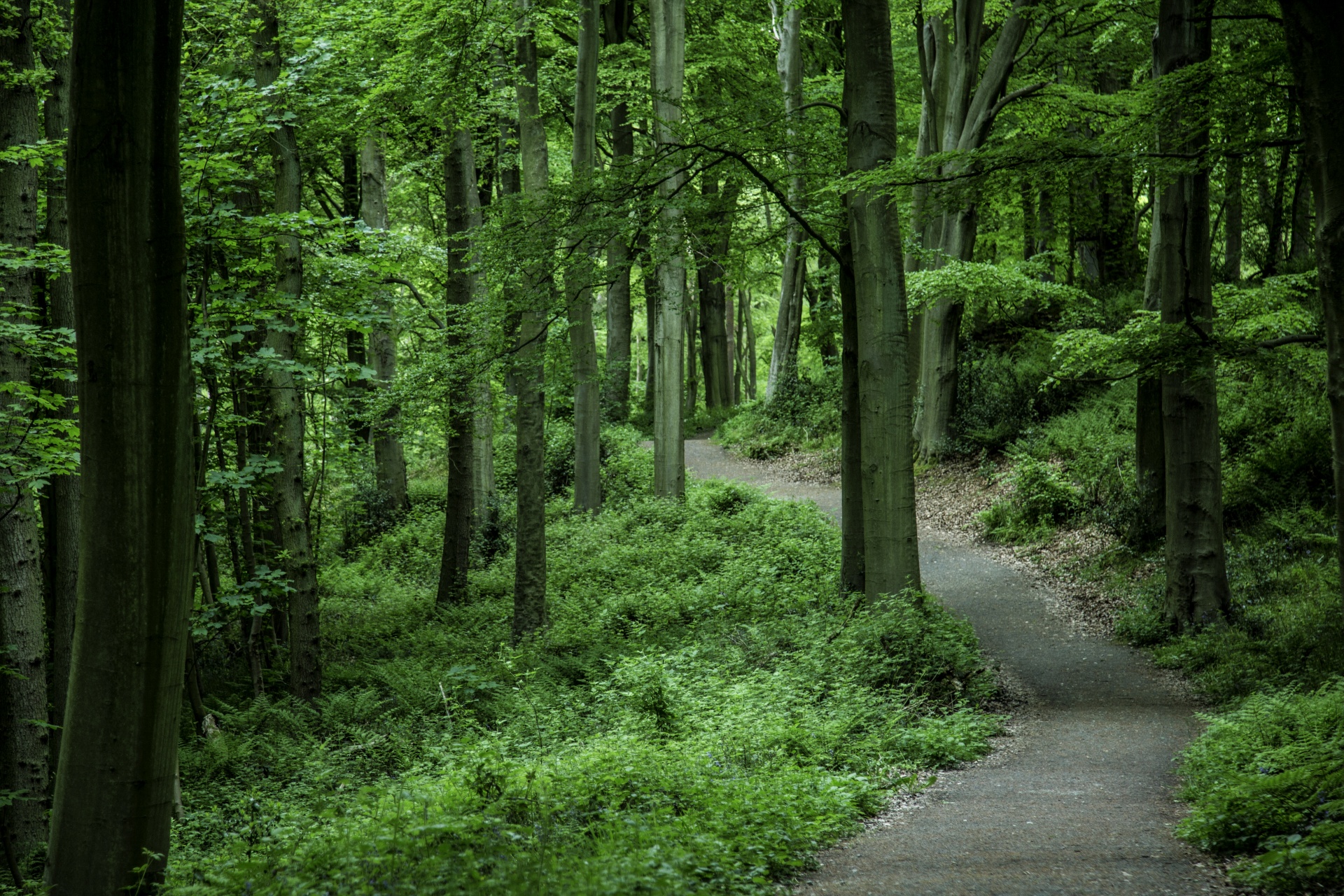 forest tree pathway free photo