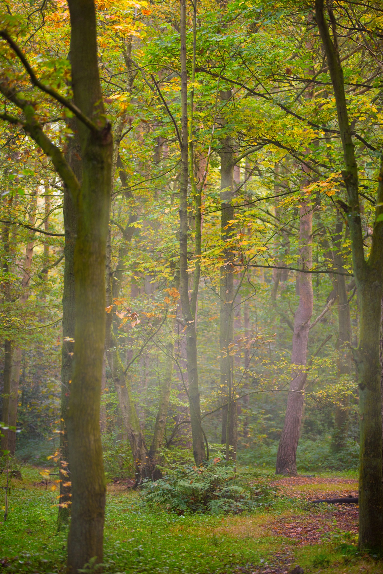 forest tree pathway free photo