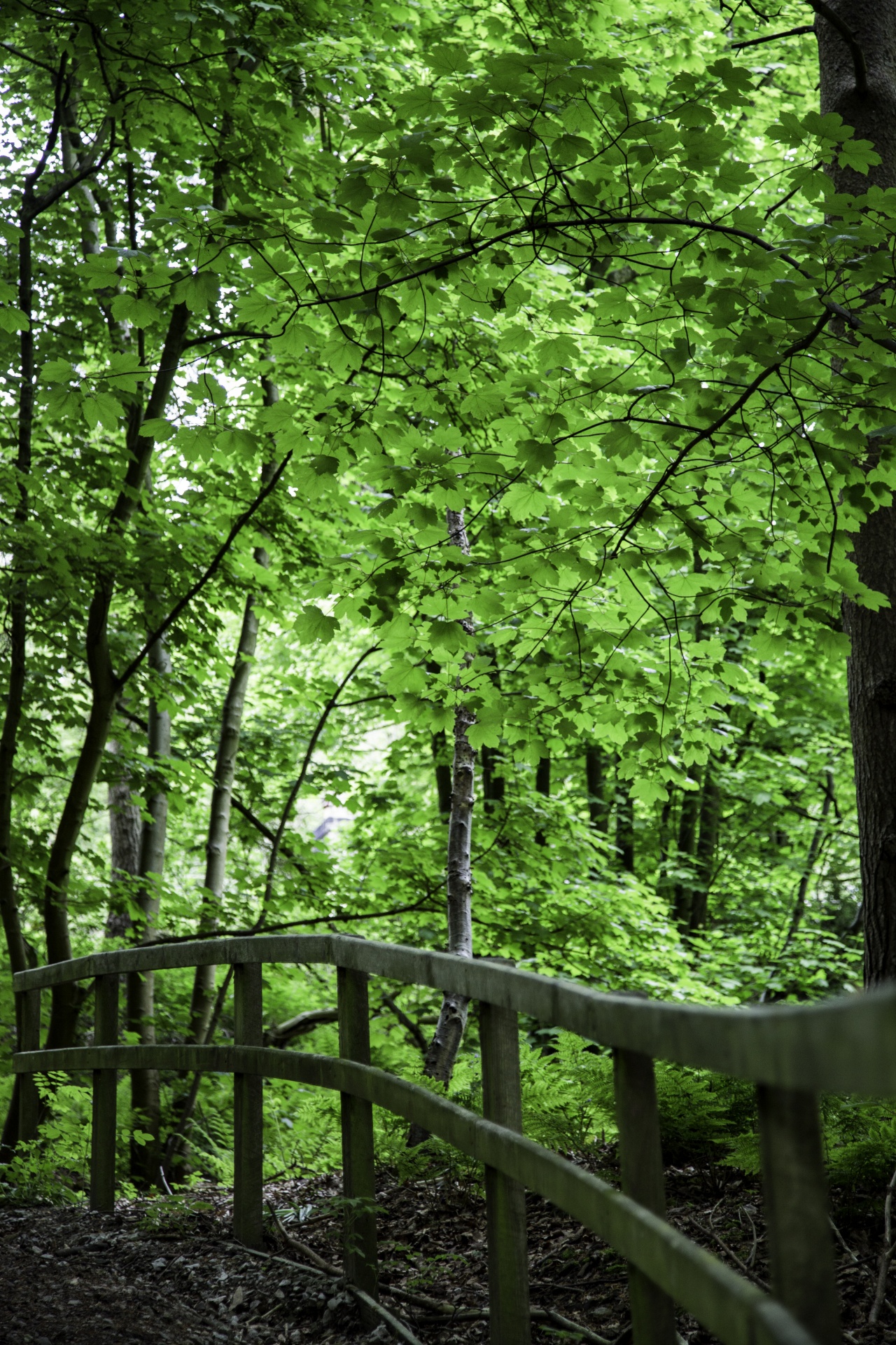 forest tree pathway free photo