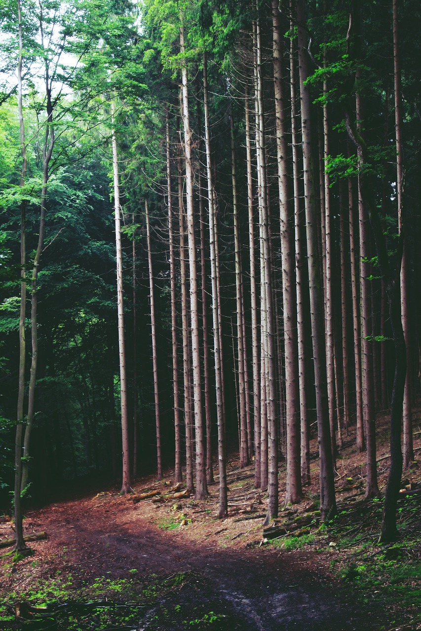 forest trees nature free photo