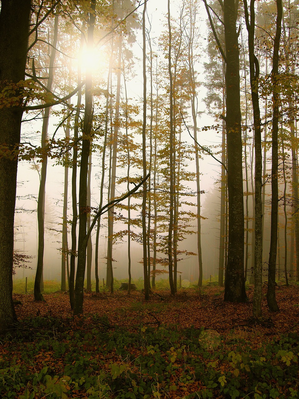 forest fog trees free photo