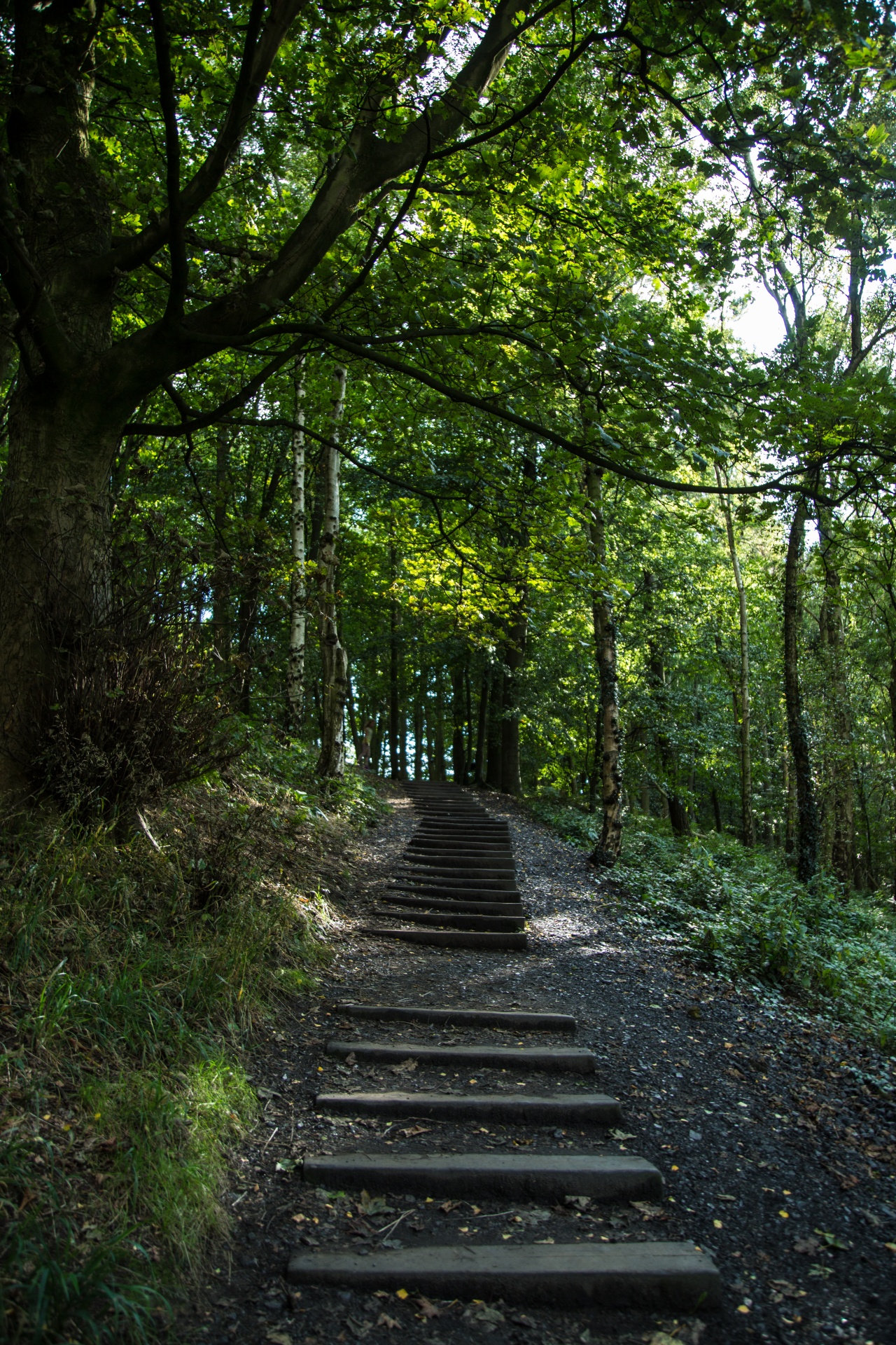 forest tree pathway free photo