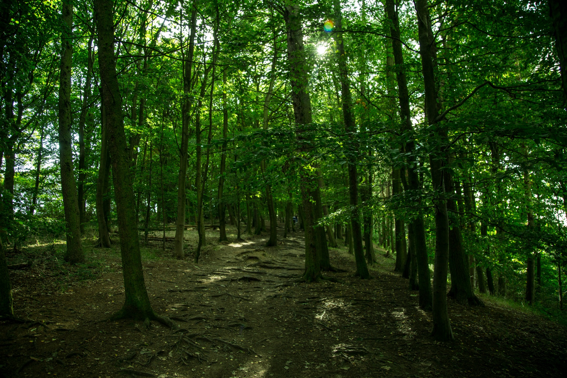 forest tree pathway free photo