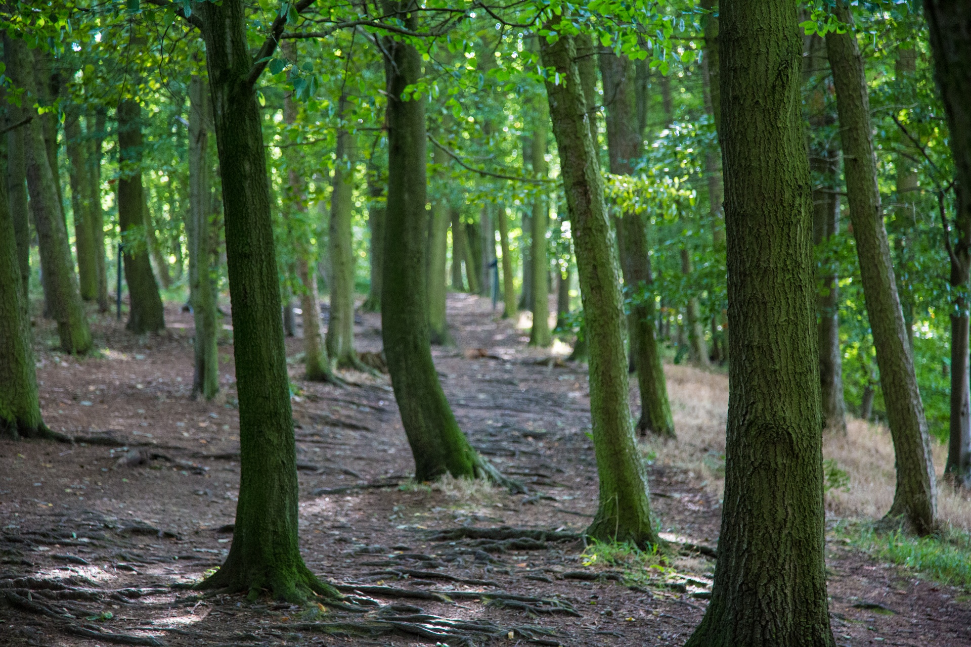 forest tree pathway free photo