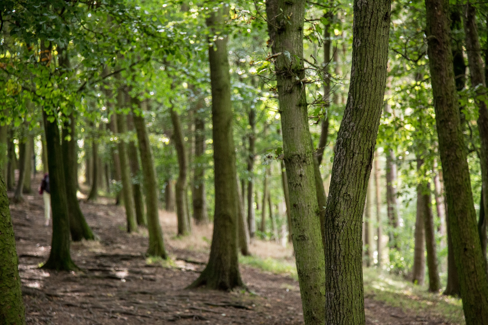 forest tree pathway free photo