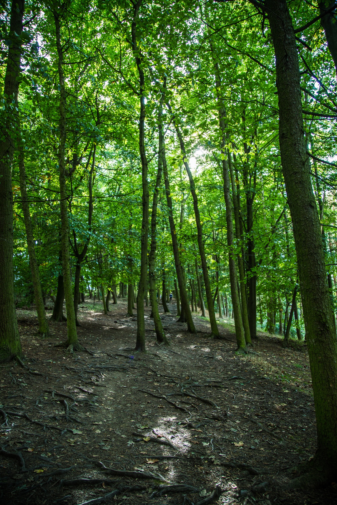 forest tree pathway free photo