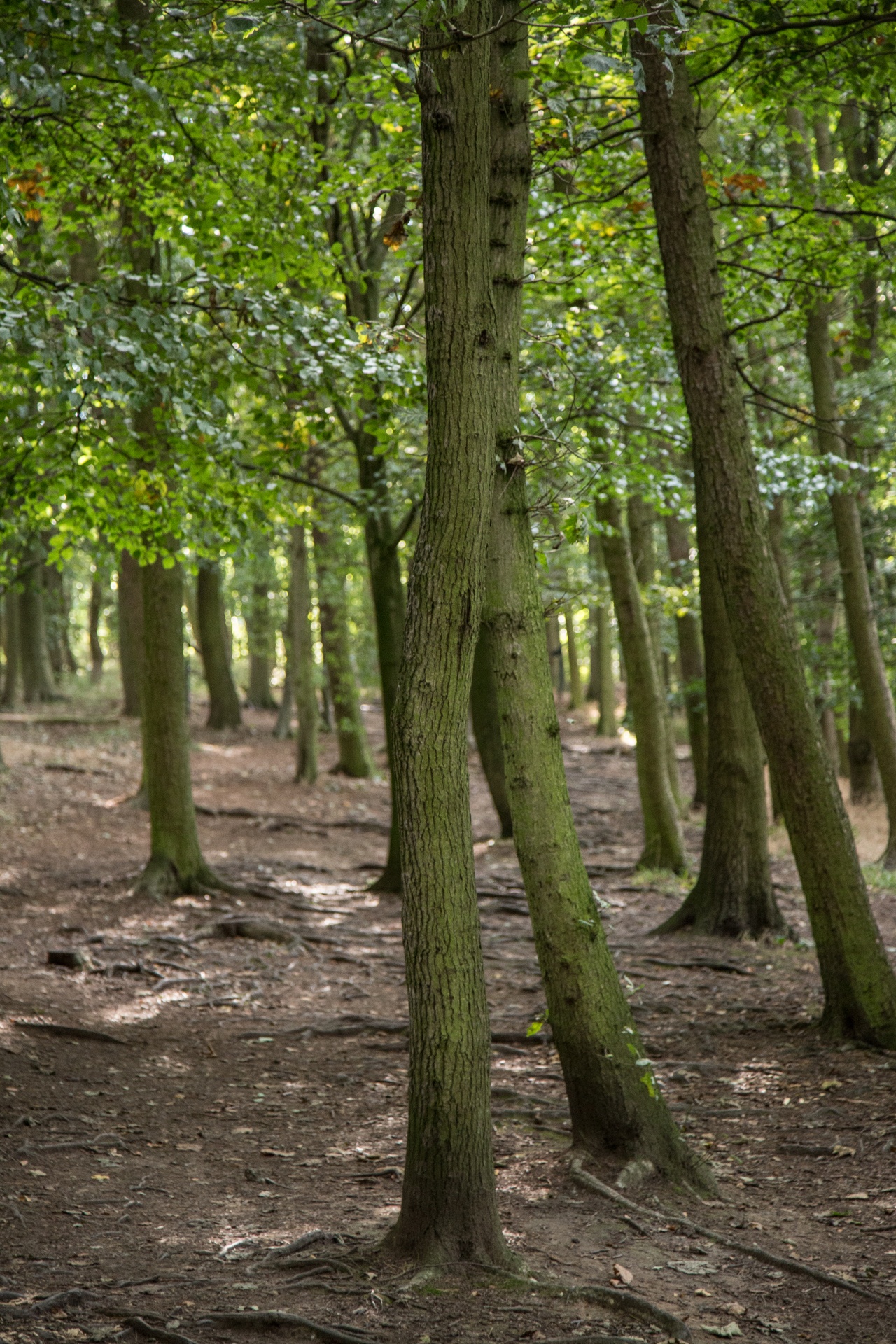 forest tree pathway free photo