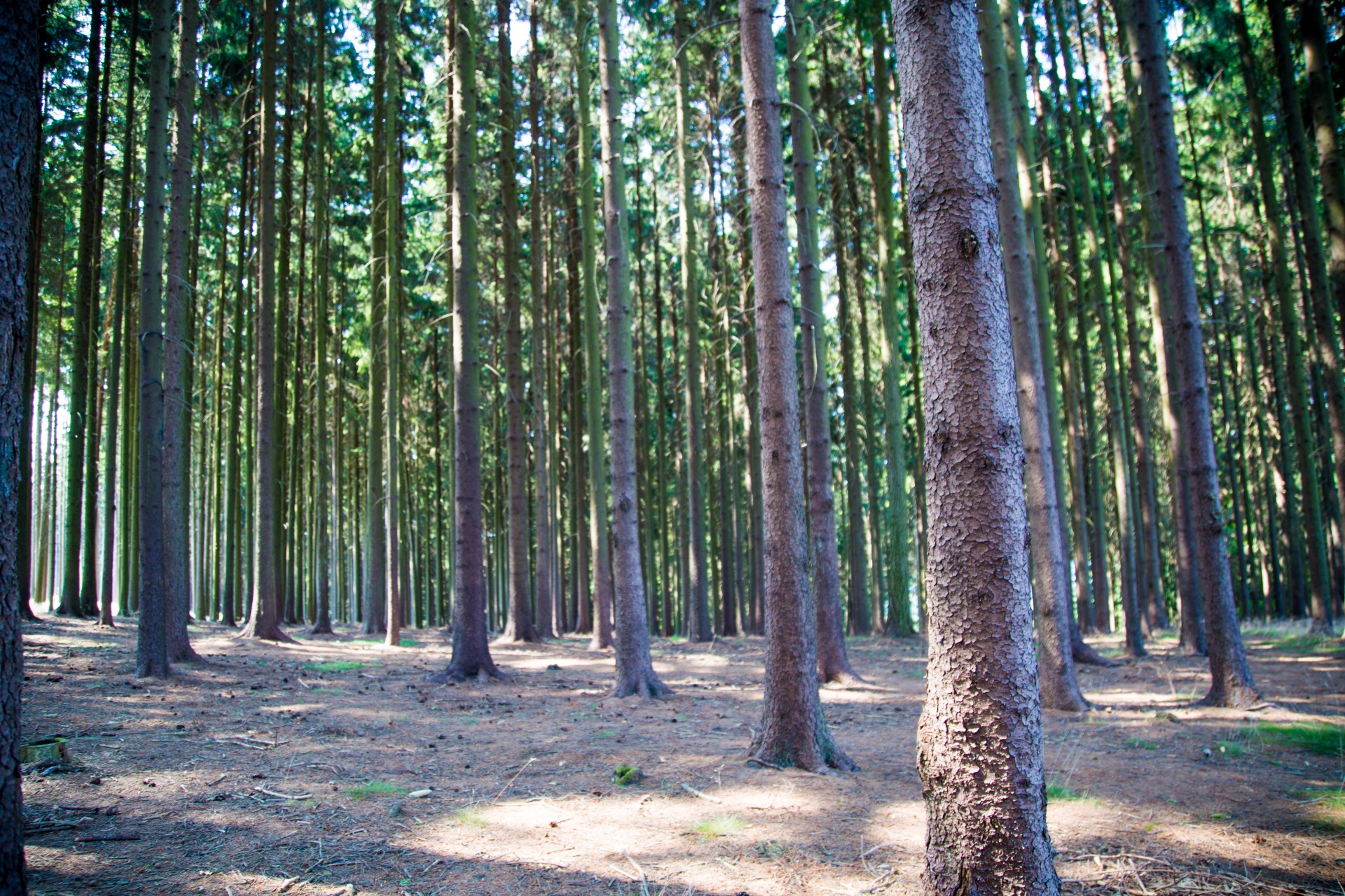 forest tree pathway free photo