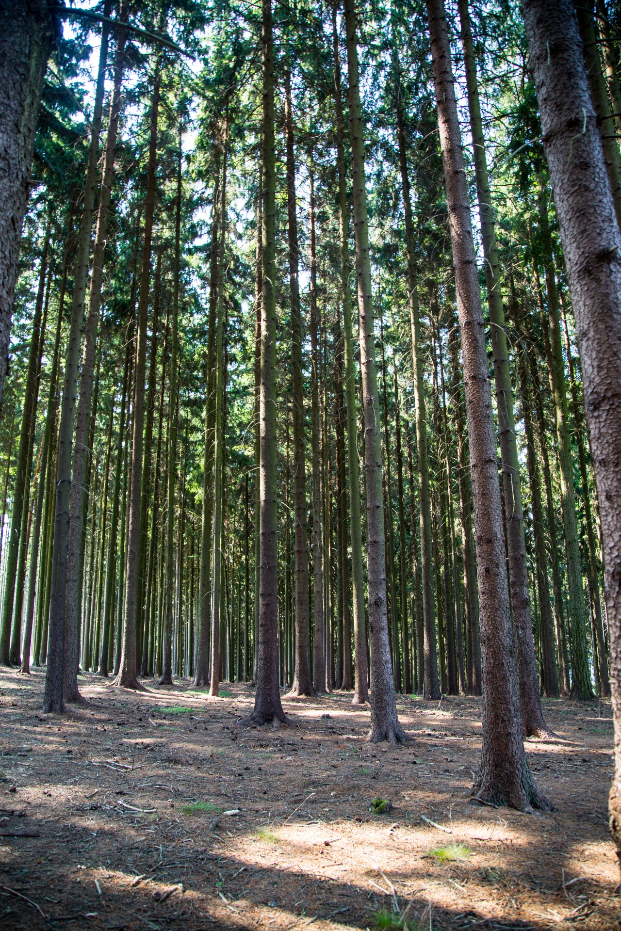 forest tree pathway free photo