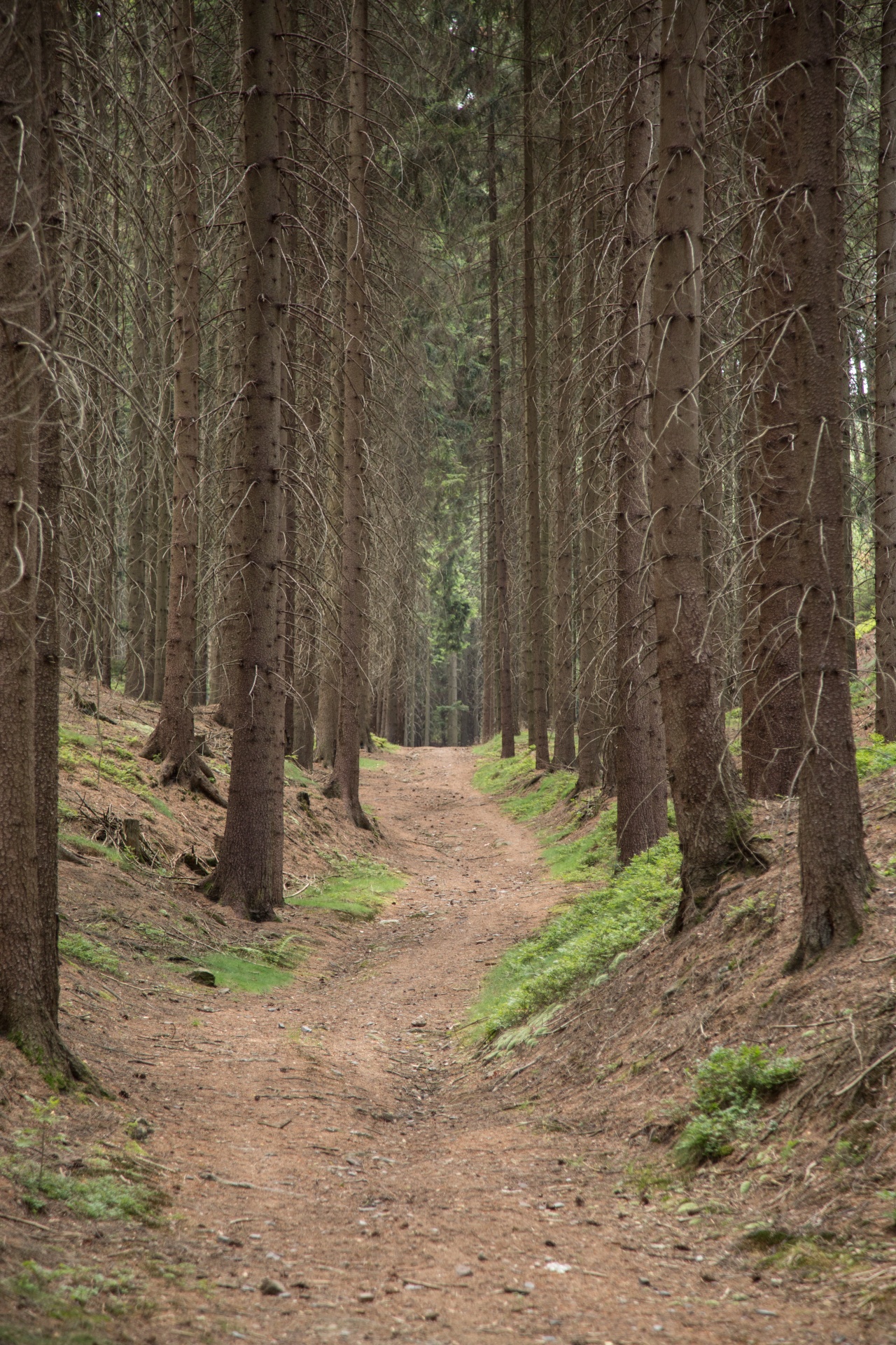 forest tree pathway free photo
