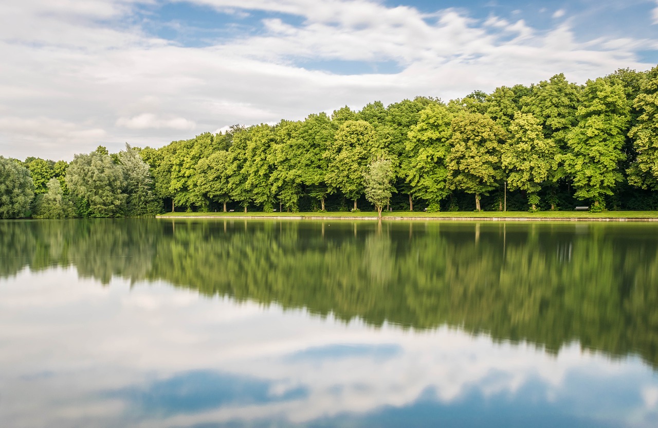 forest mirroring trees free photo