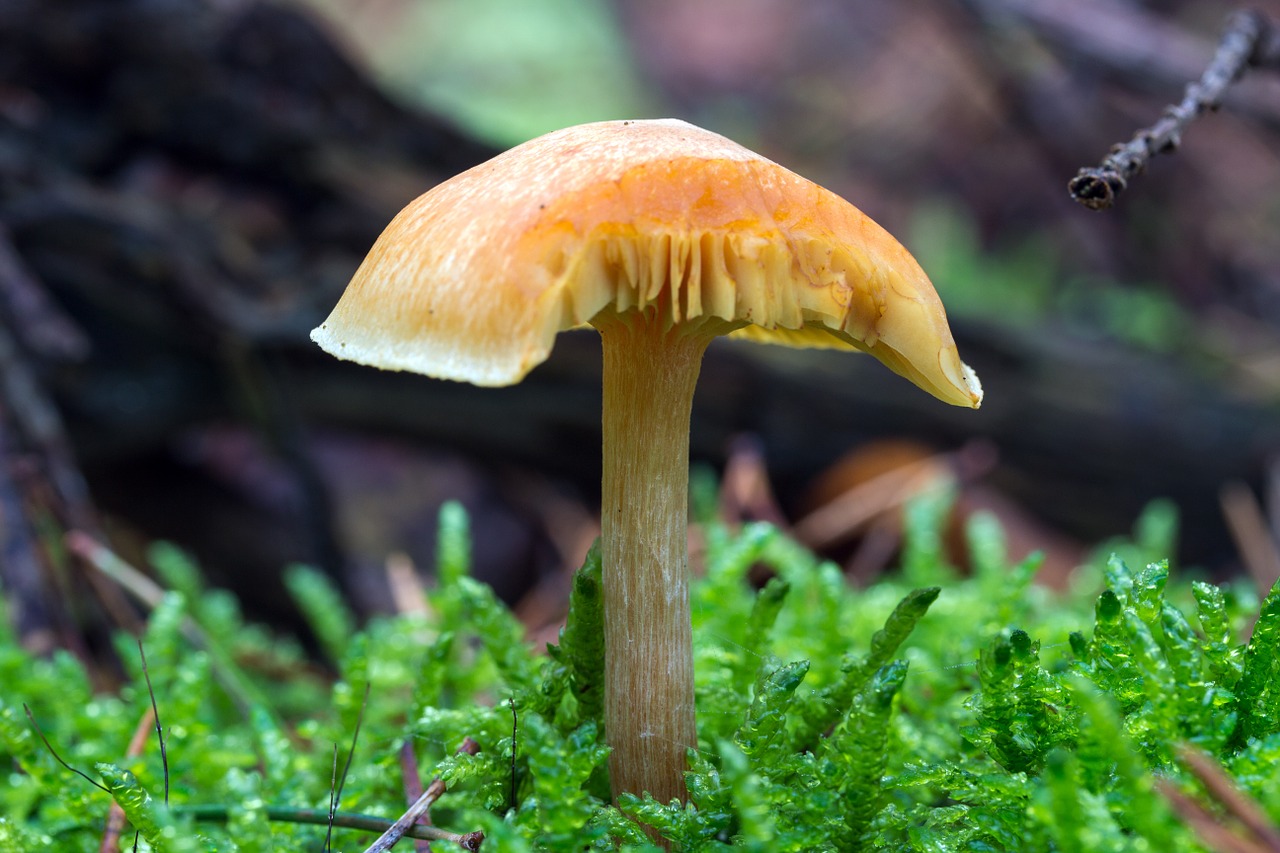 forest mushrooms forest floor free photo