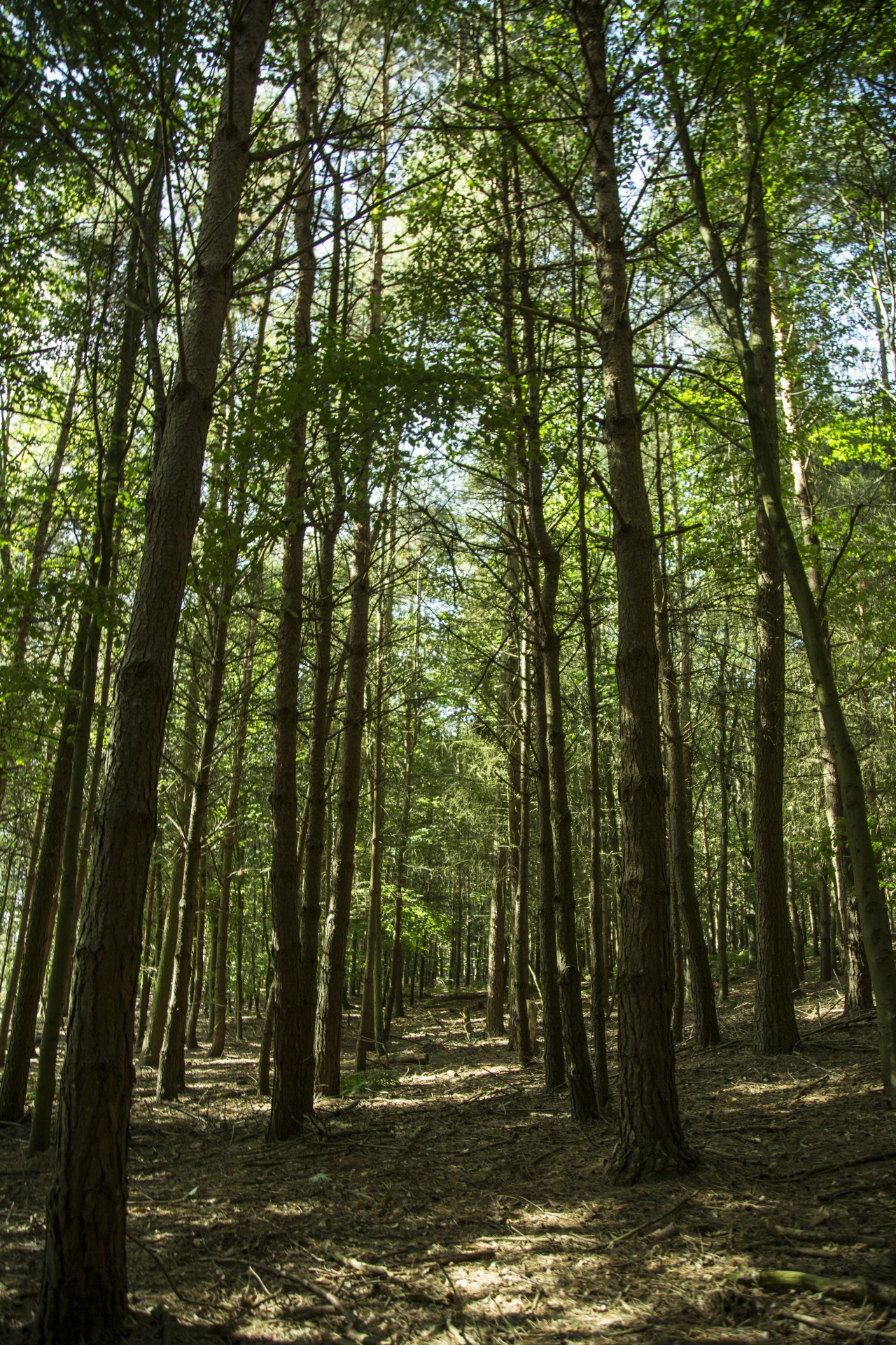 forest tree pathway free photo