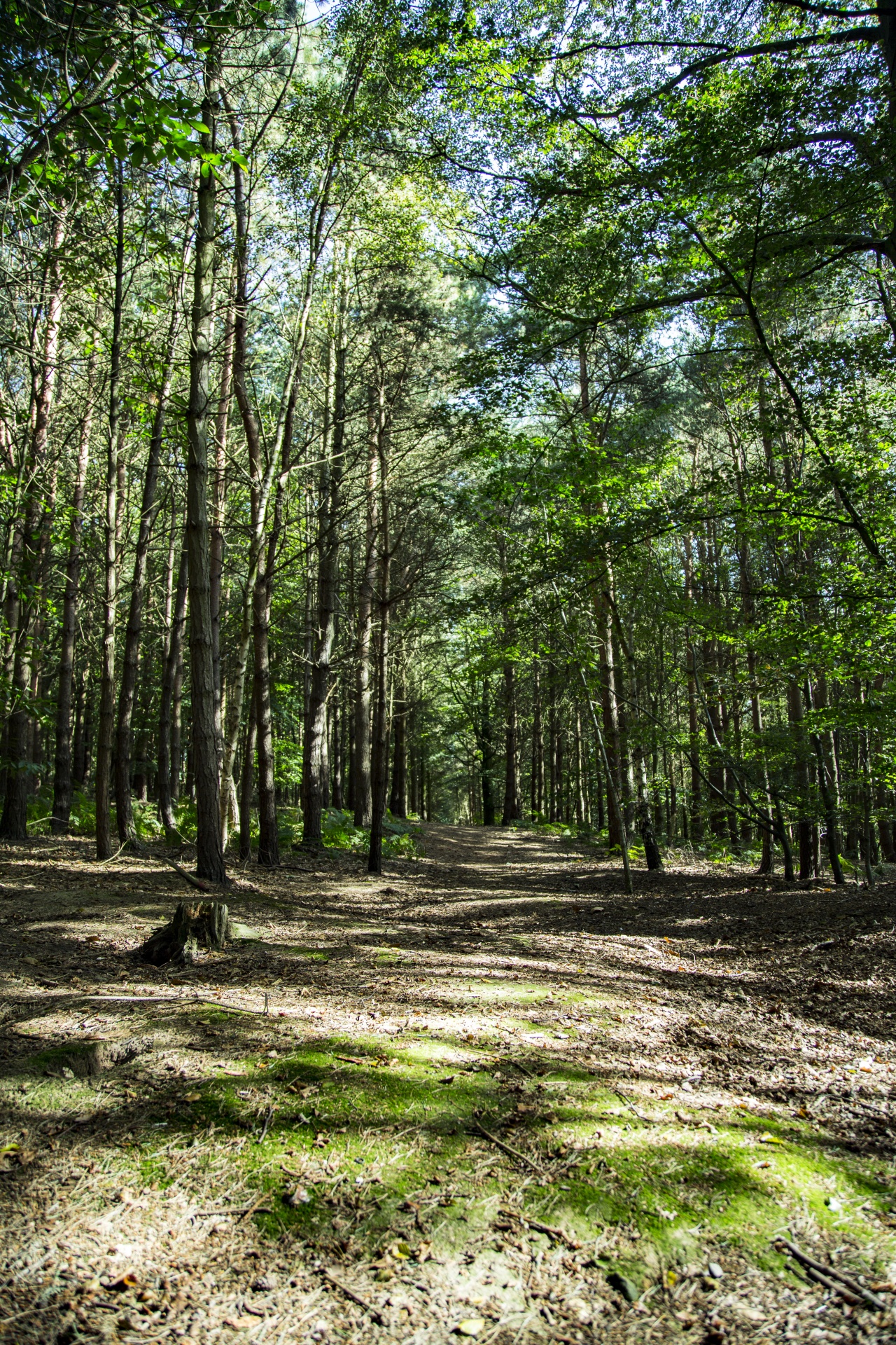 forest tree pathway free photo