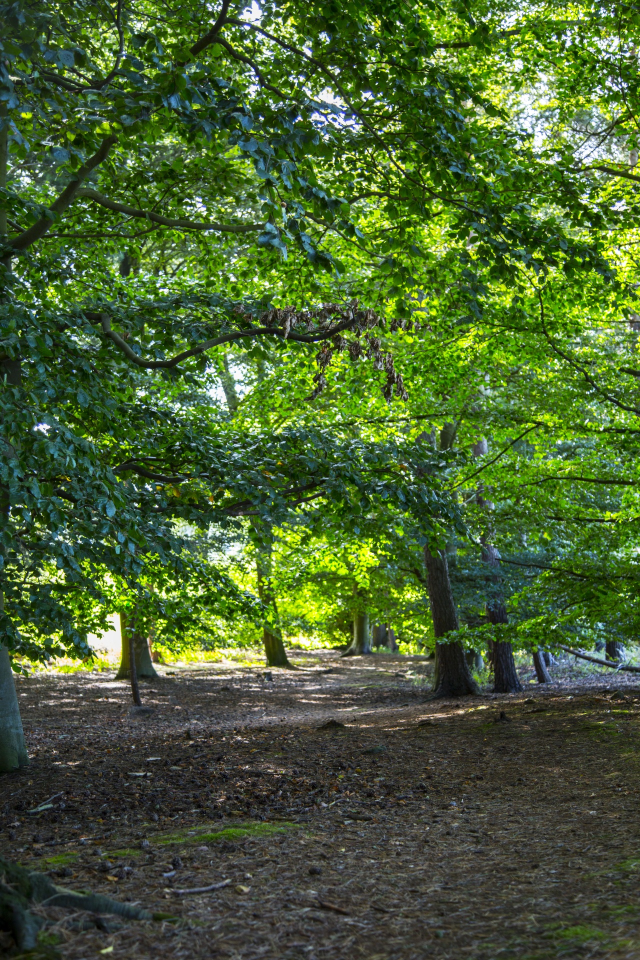 forest tree pathway free photo