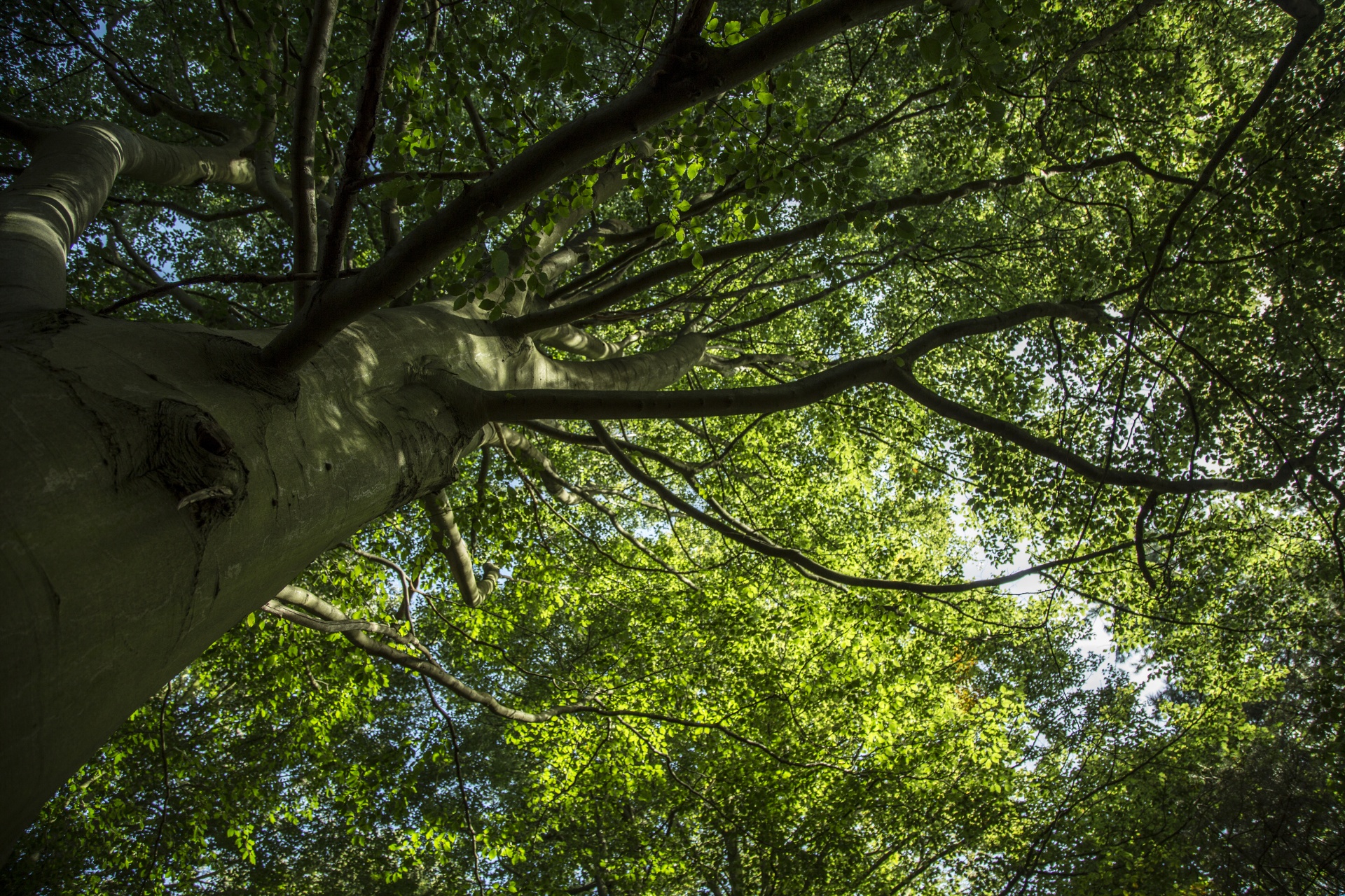 forest tree pathway free photo