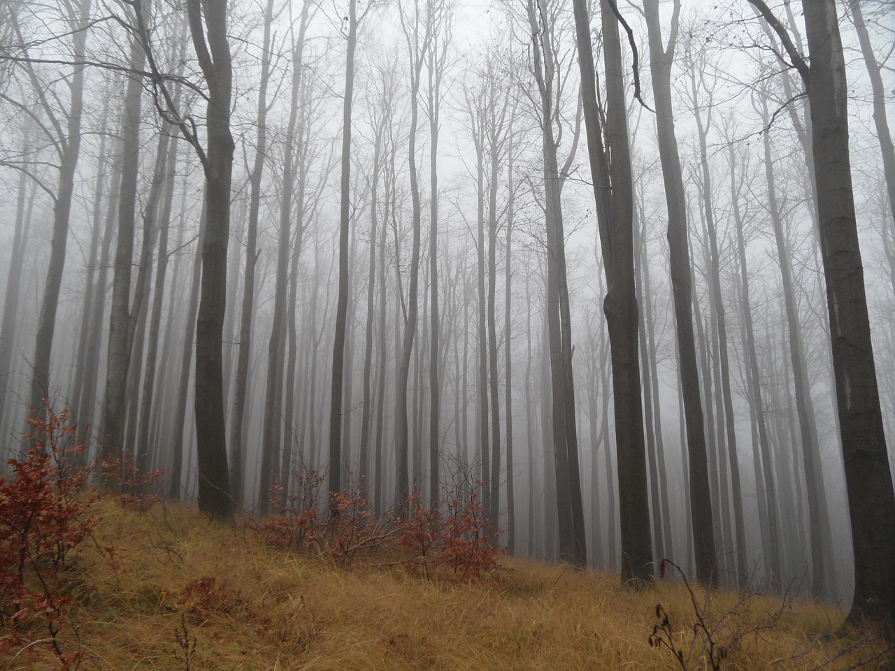 forest fog autumn free photo