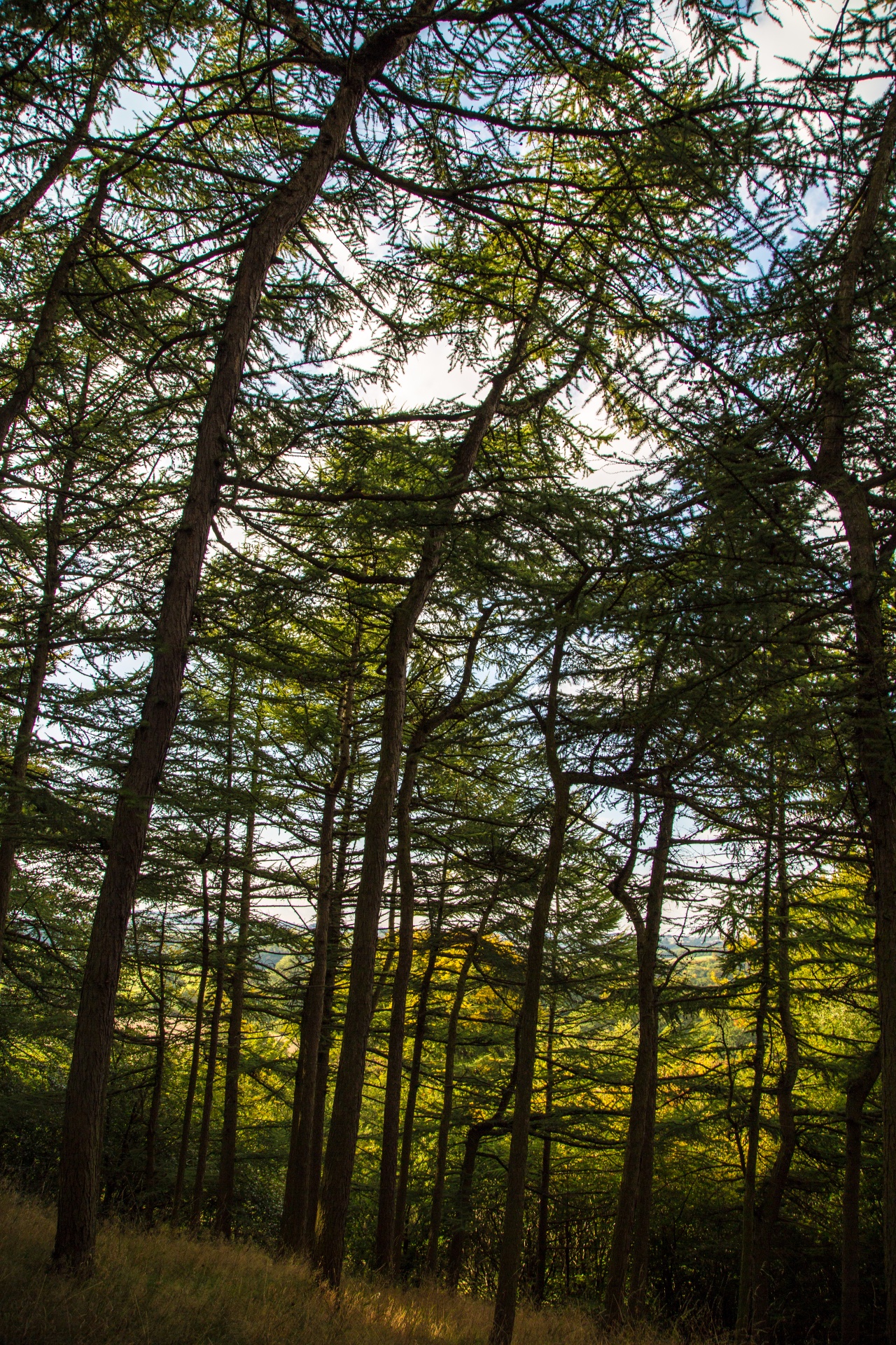 forest tree pathway free photo