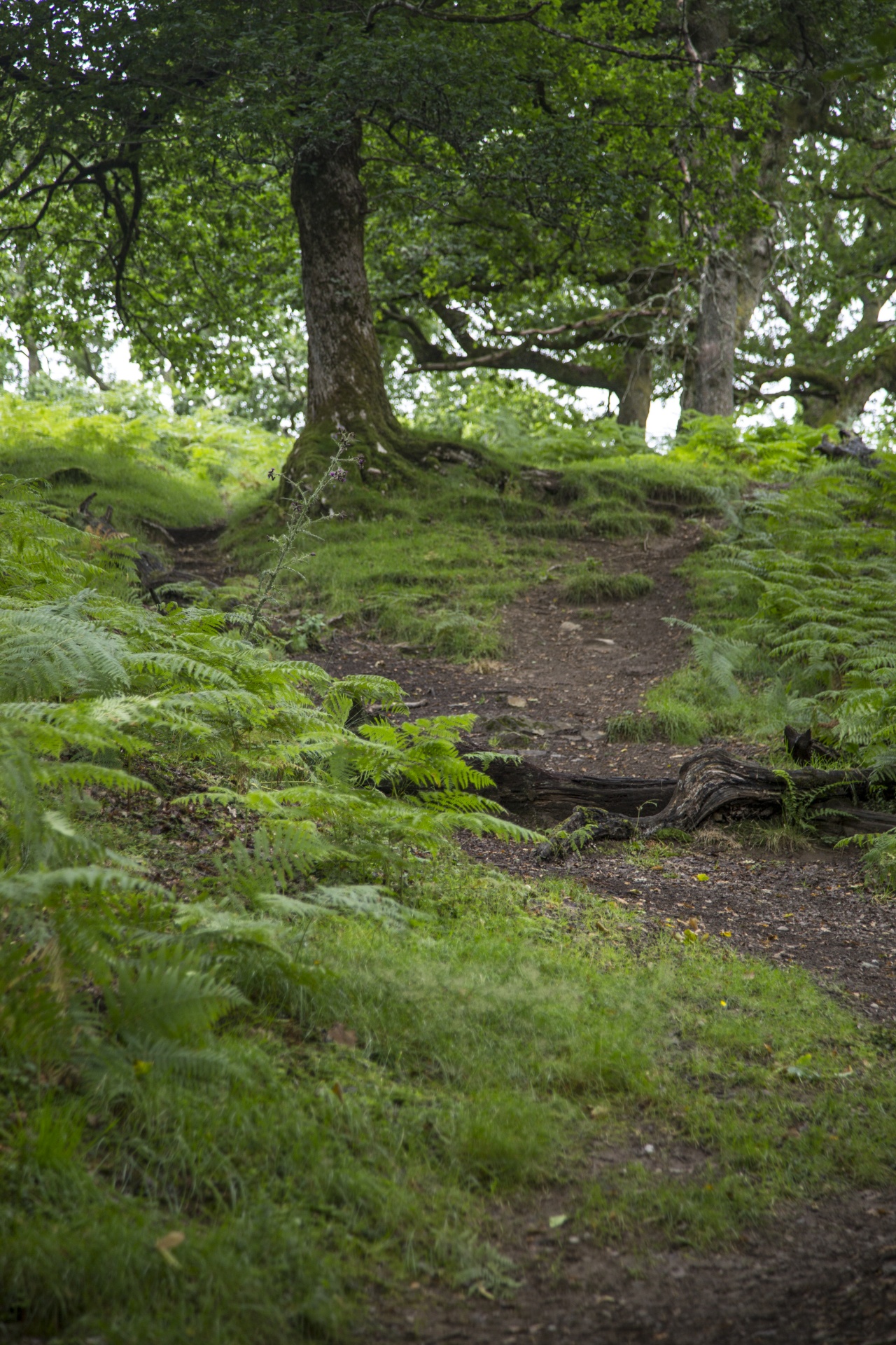 forest tree pathway free photo