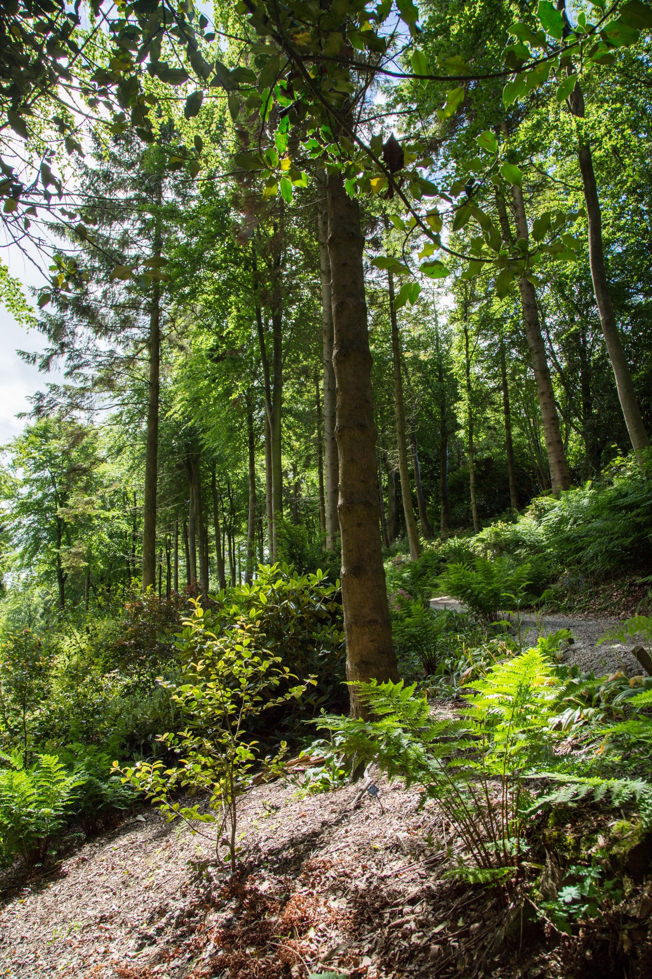 forest tree pathway free photo