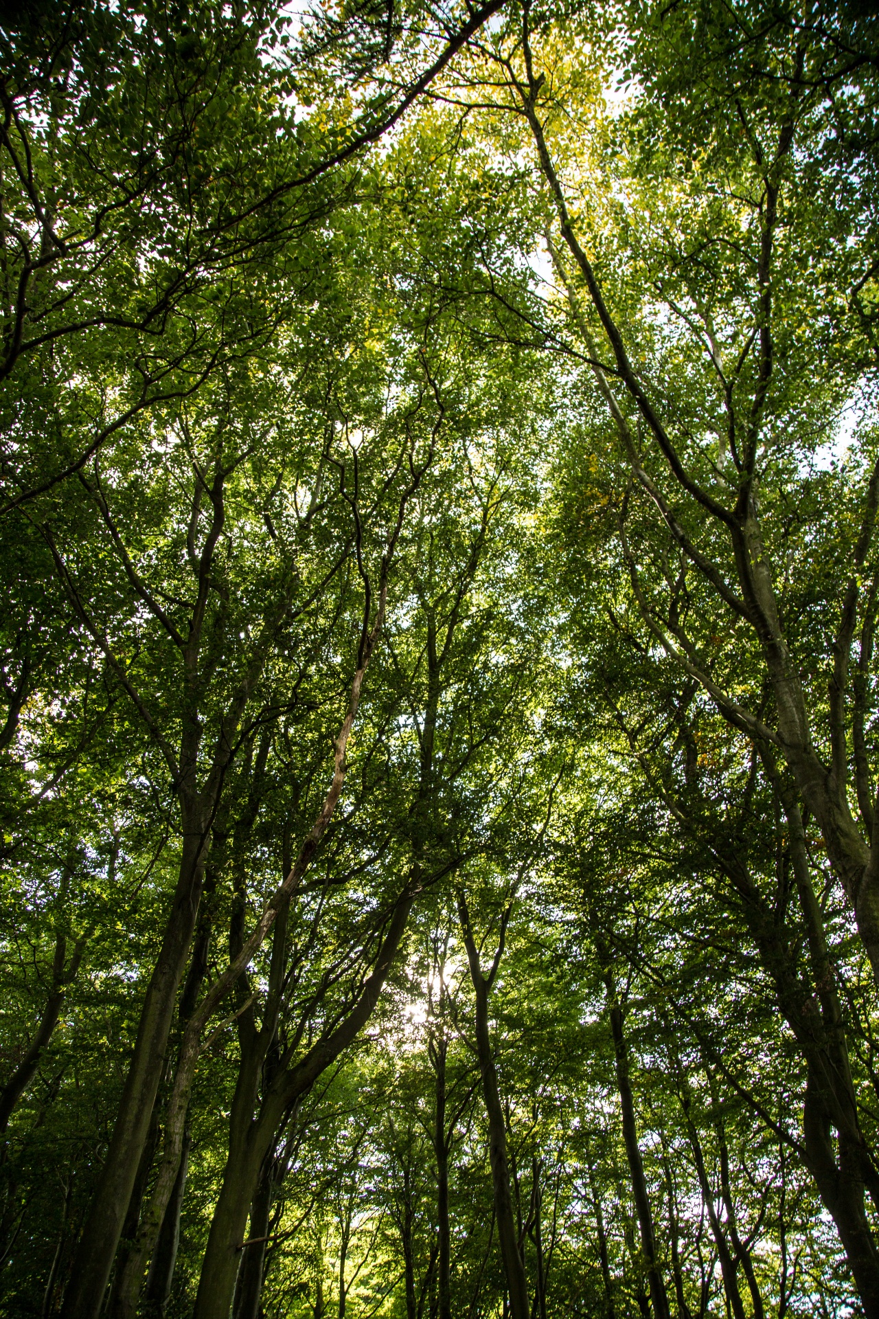 forest tree pathway free photo