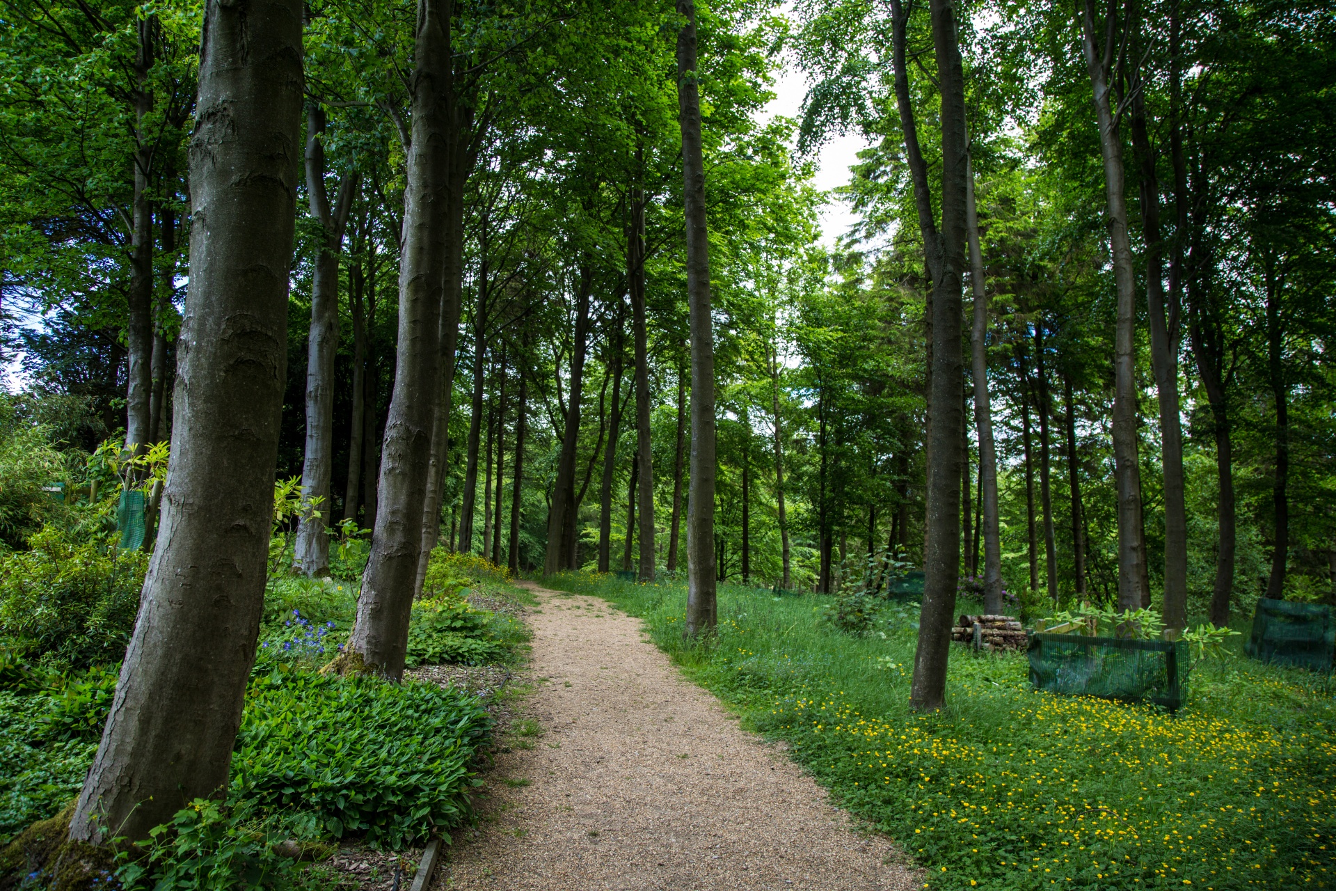 forest tree pathway free photo