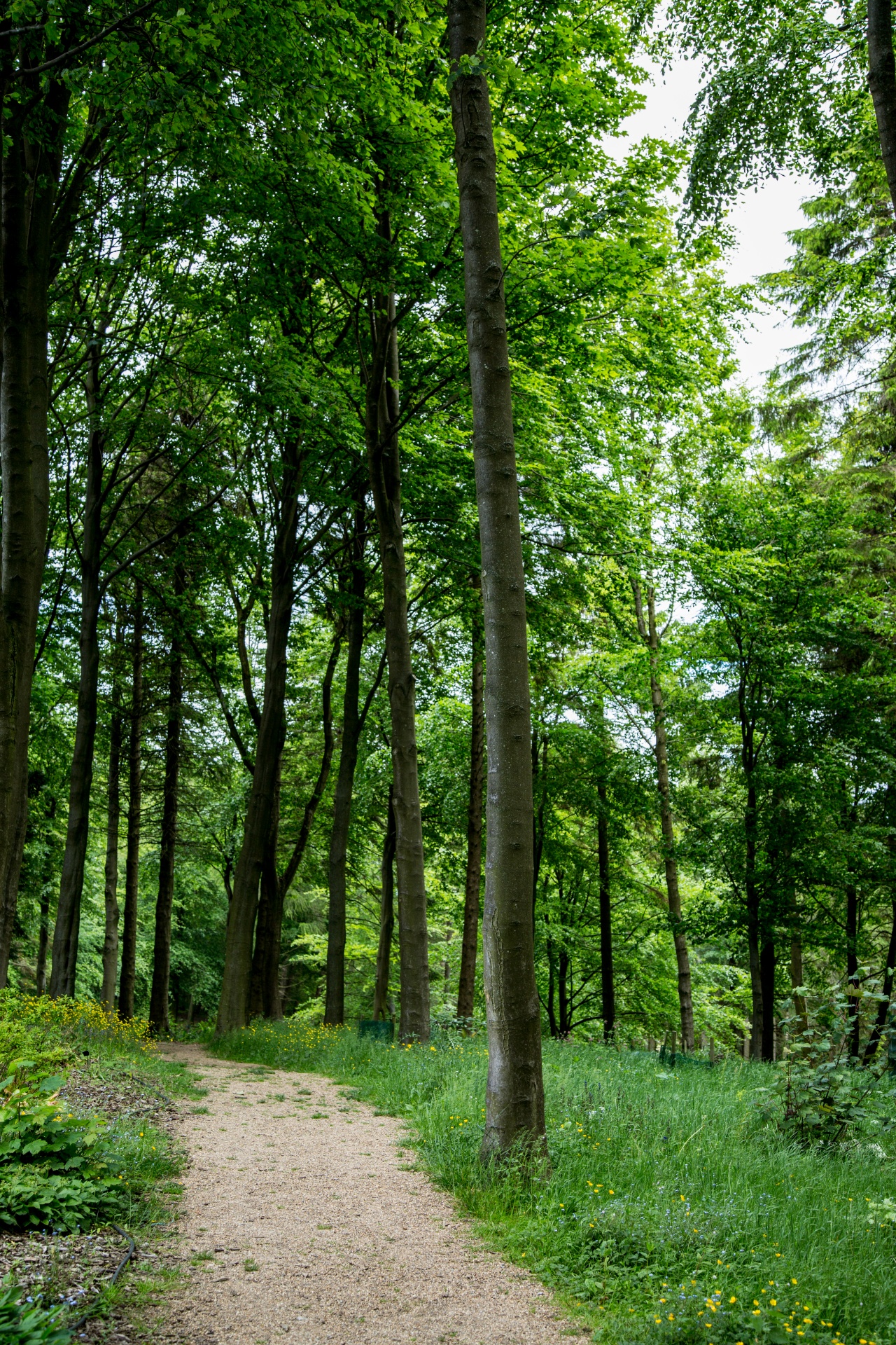 forest tree pathway free photo