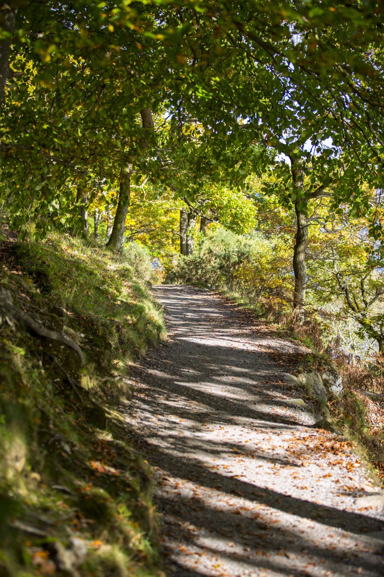 forest tree pathway free photo