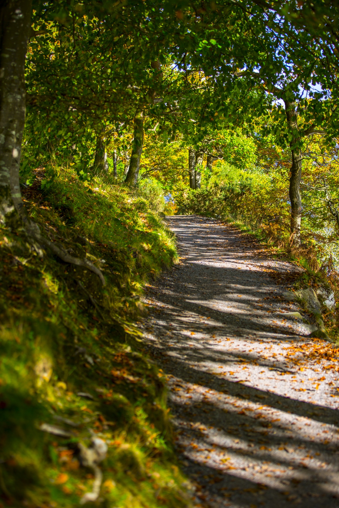 forest tree pathway free photo