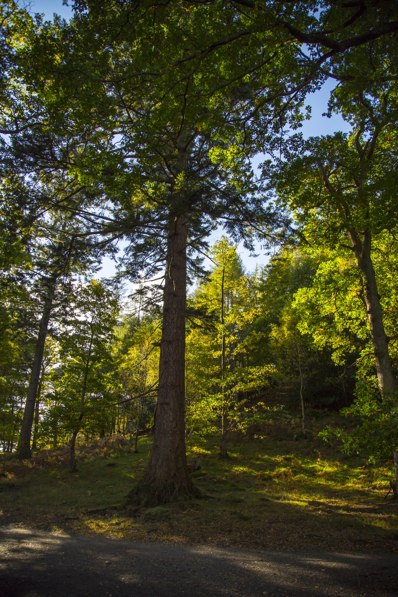 forest tree pathway free photo