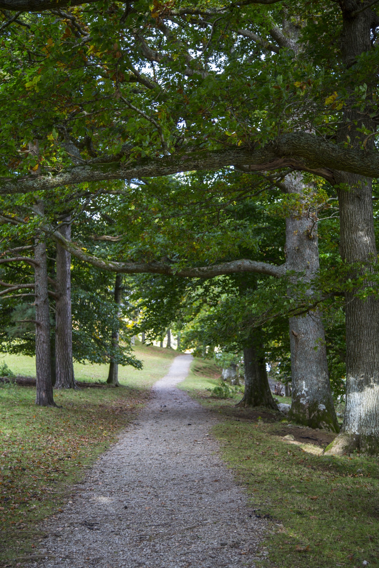 forest tree pathway free photo