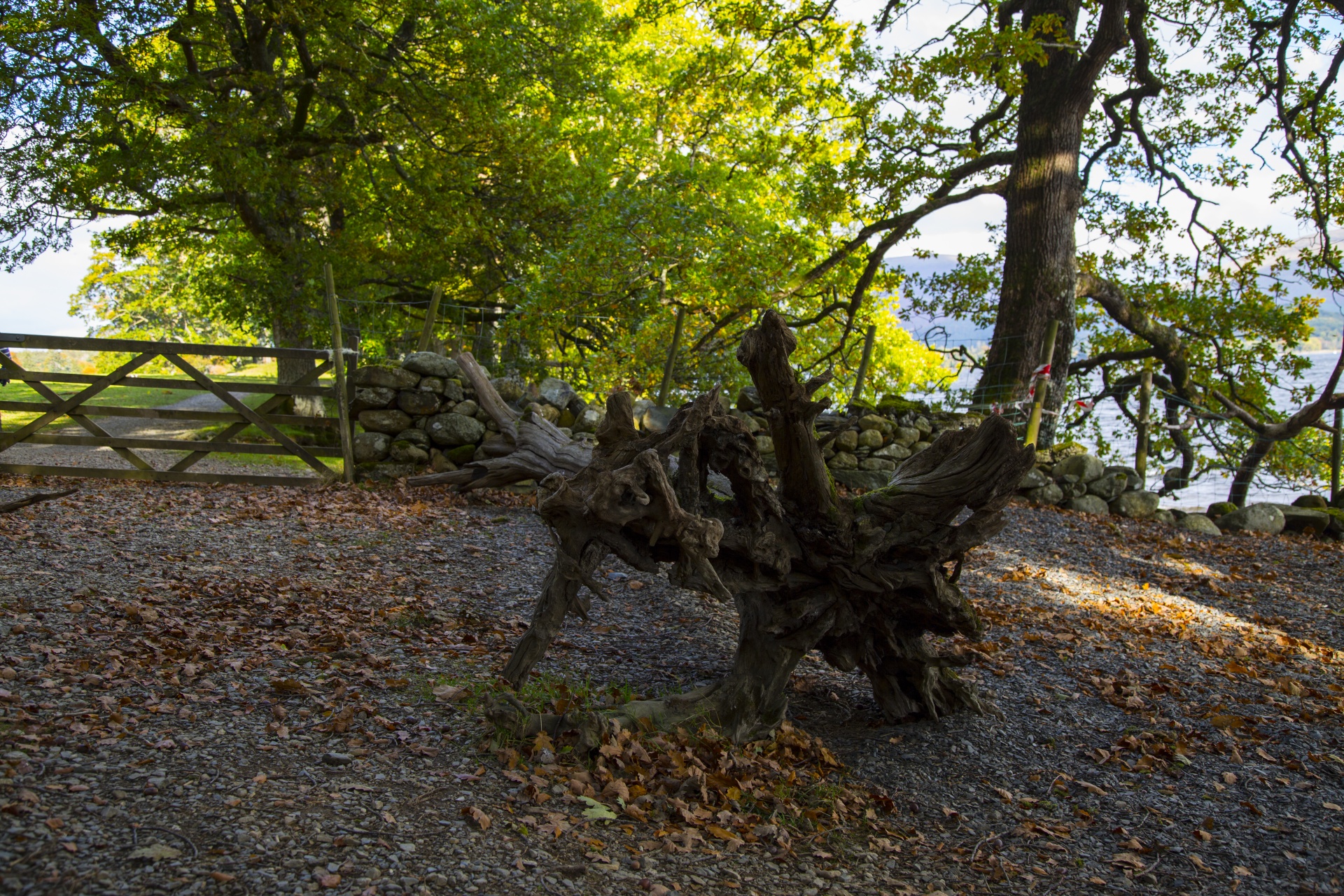 forest tree pathway free photo