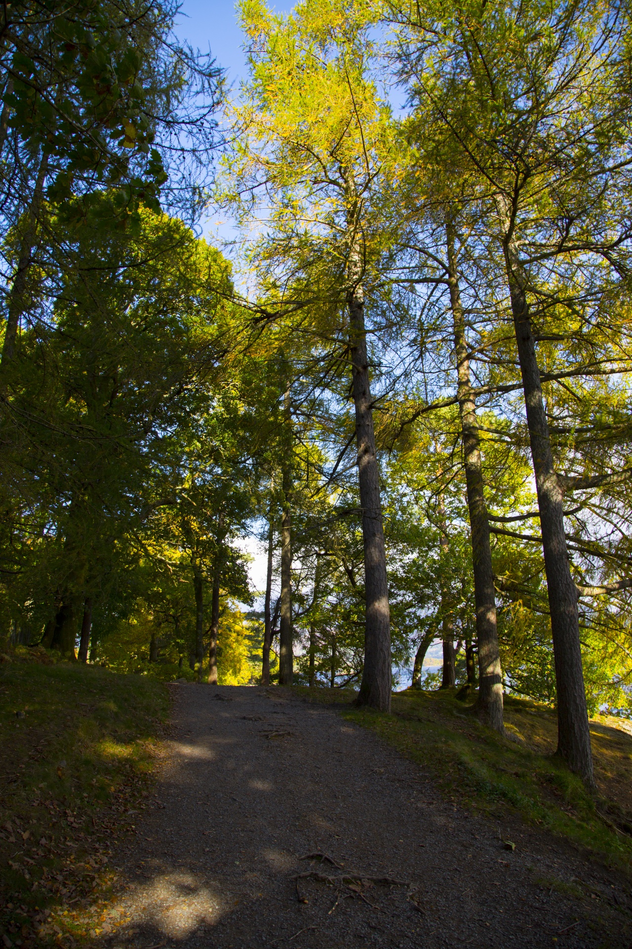 forest tree pathway free photo