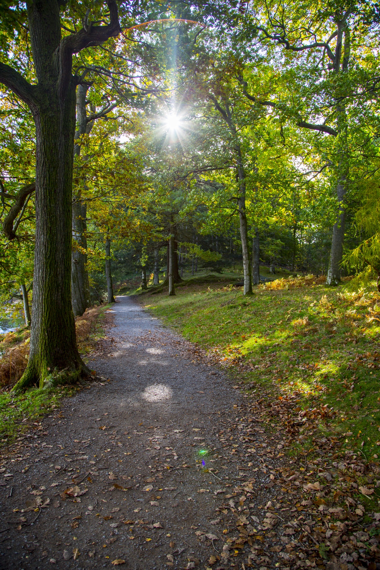 forest tree pathway free photo