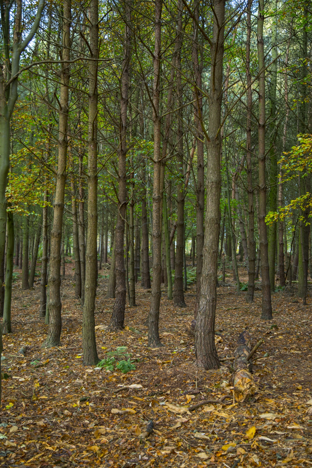 forest tree pathway free photo