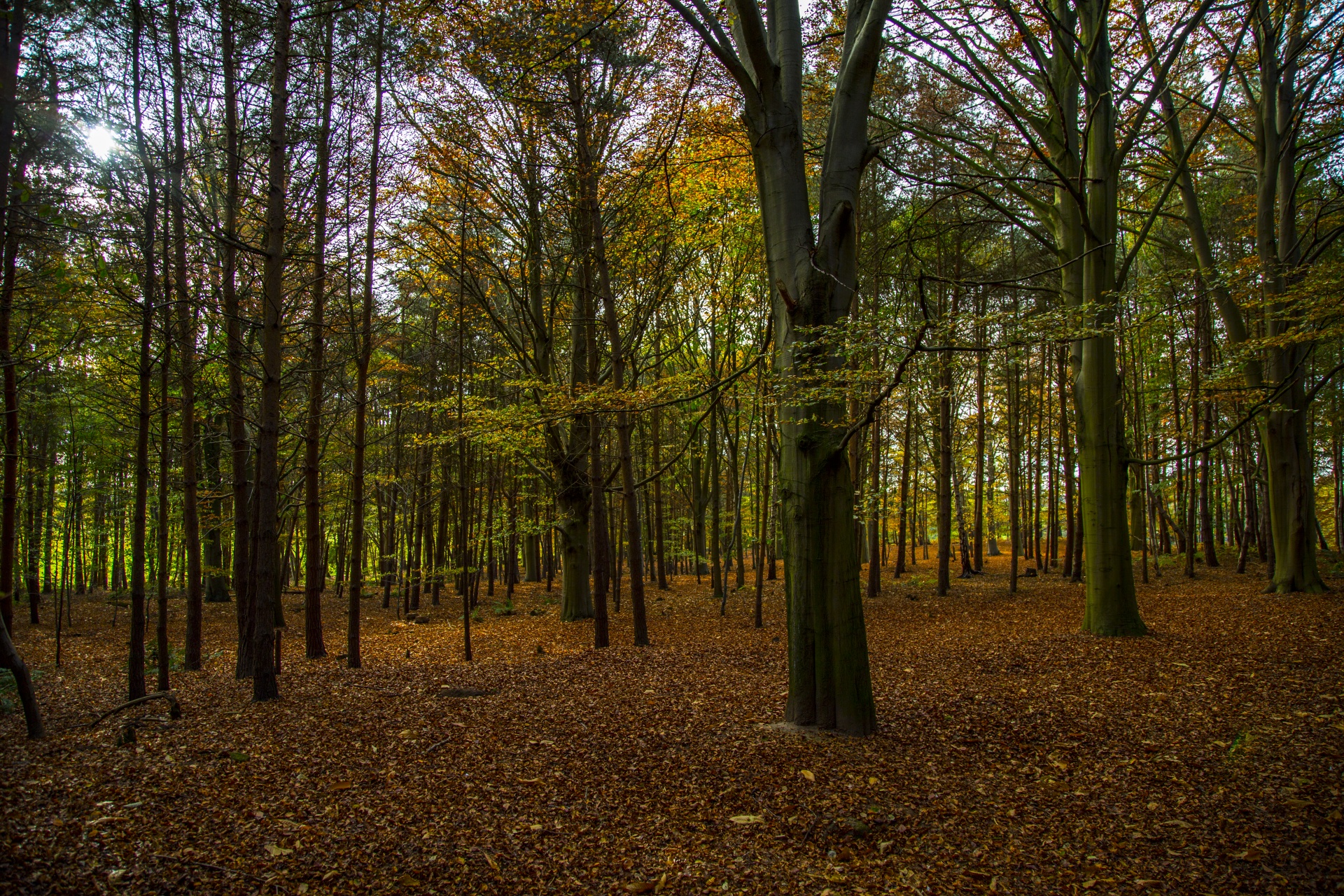 forest tree pathway free photo