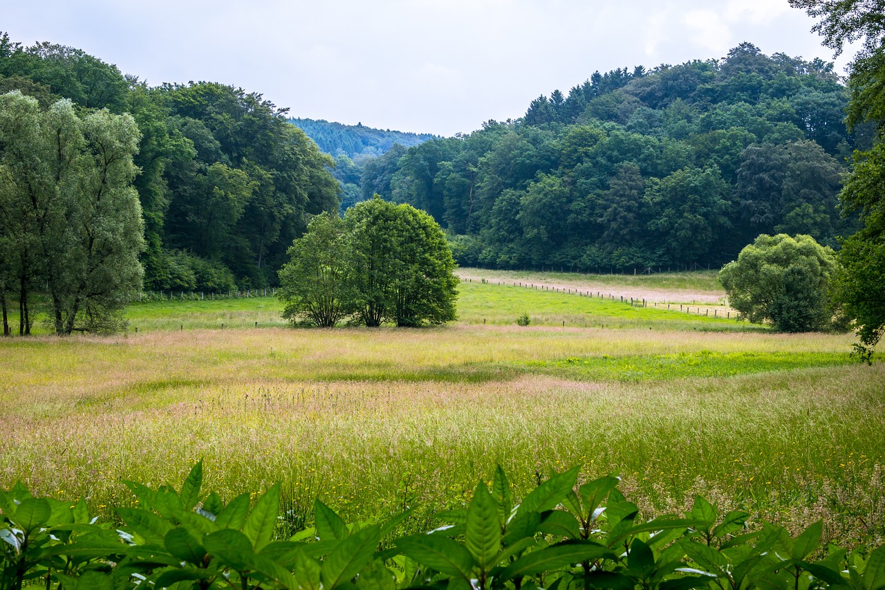 forest pasture meadow free photo